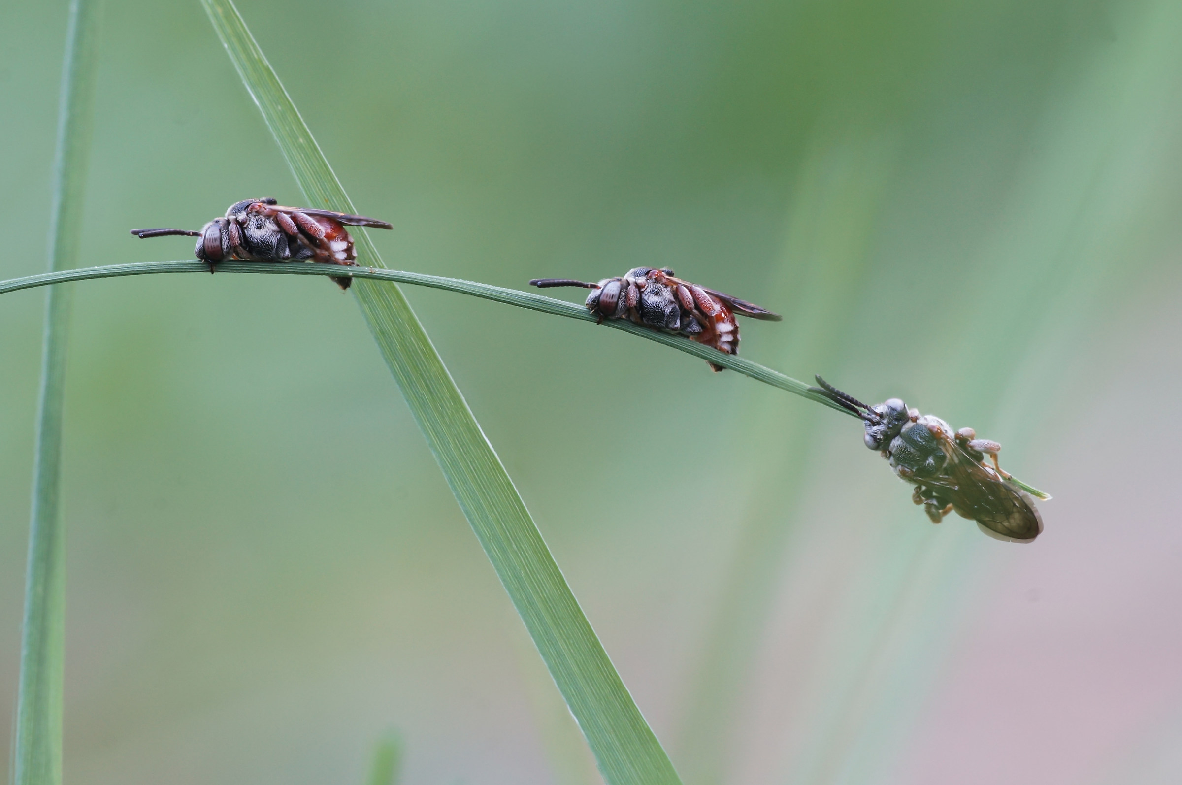 "A" apettechedormono