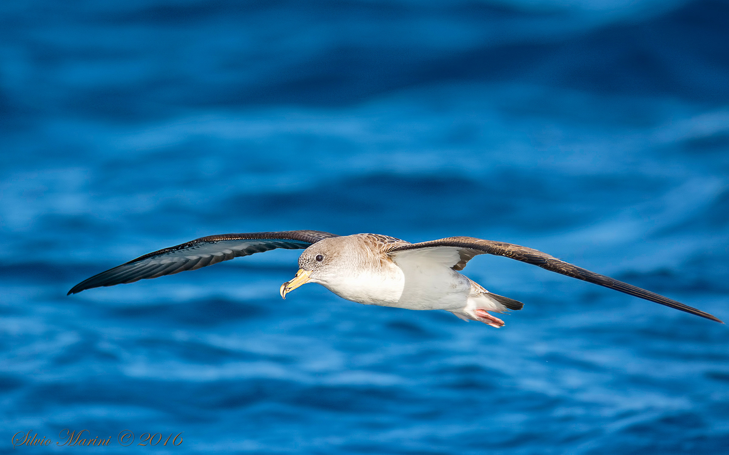 Berta maggiore (Calonectris diomedea)