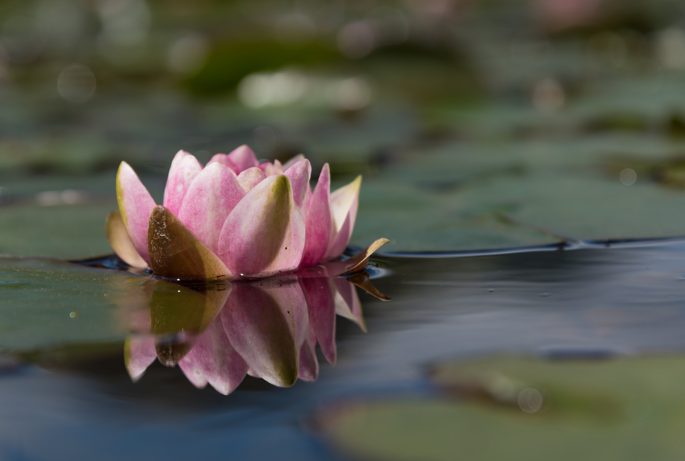 The gardens of Villa Melzi