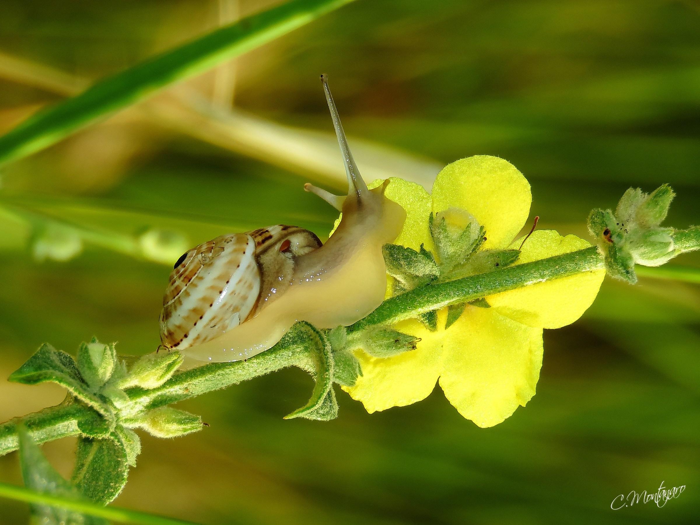 Chi va piano va sano e va lontano