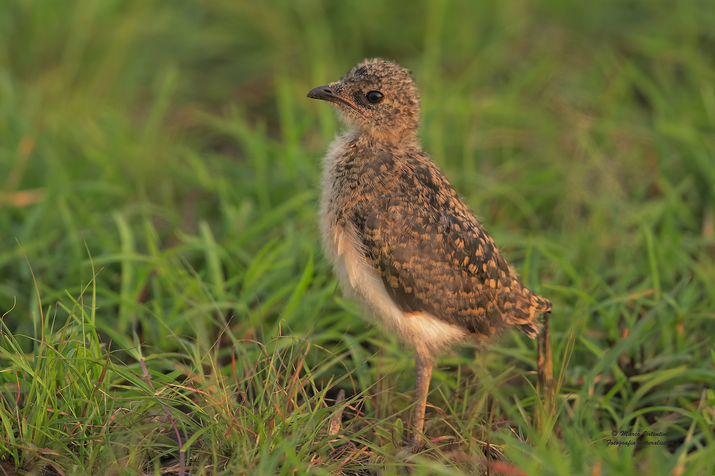 Pullo plovers Senegal