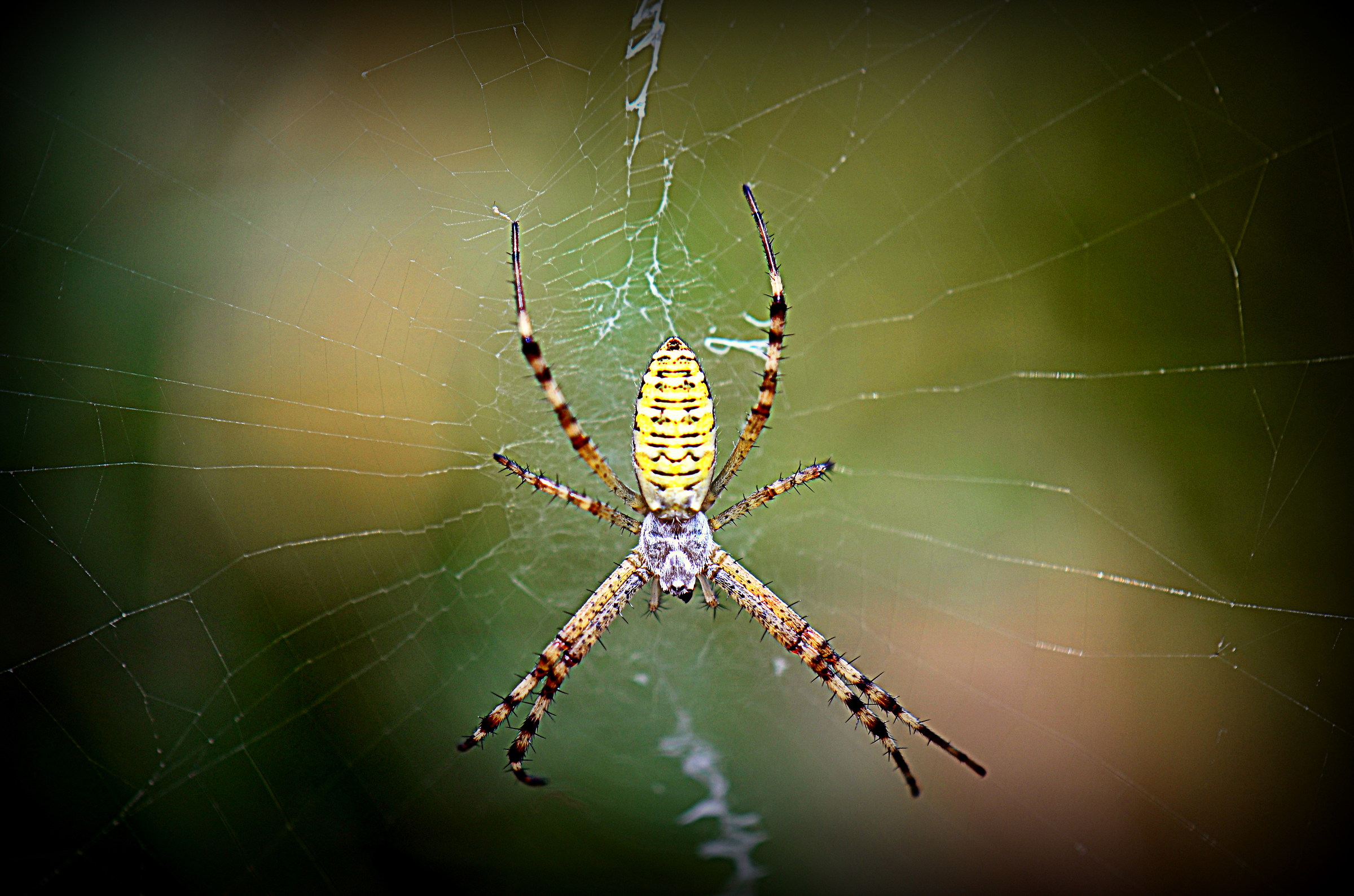 The spiders of Mount Conero