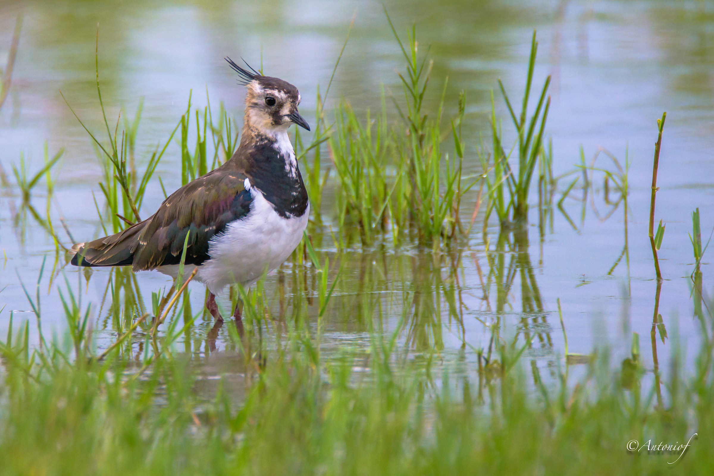 Lapwing