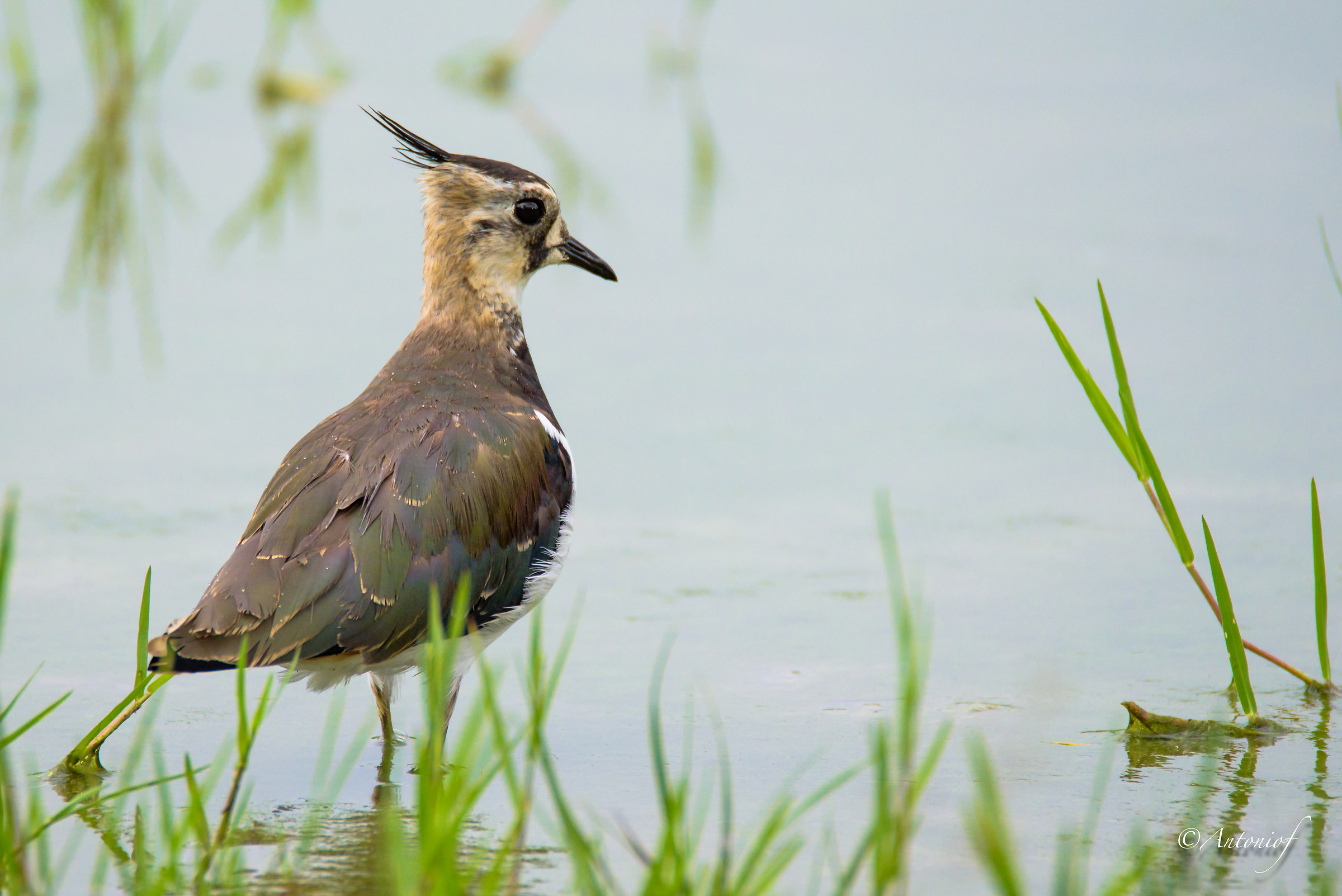 Lapwing