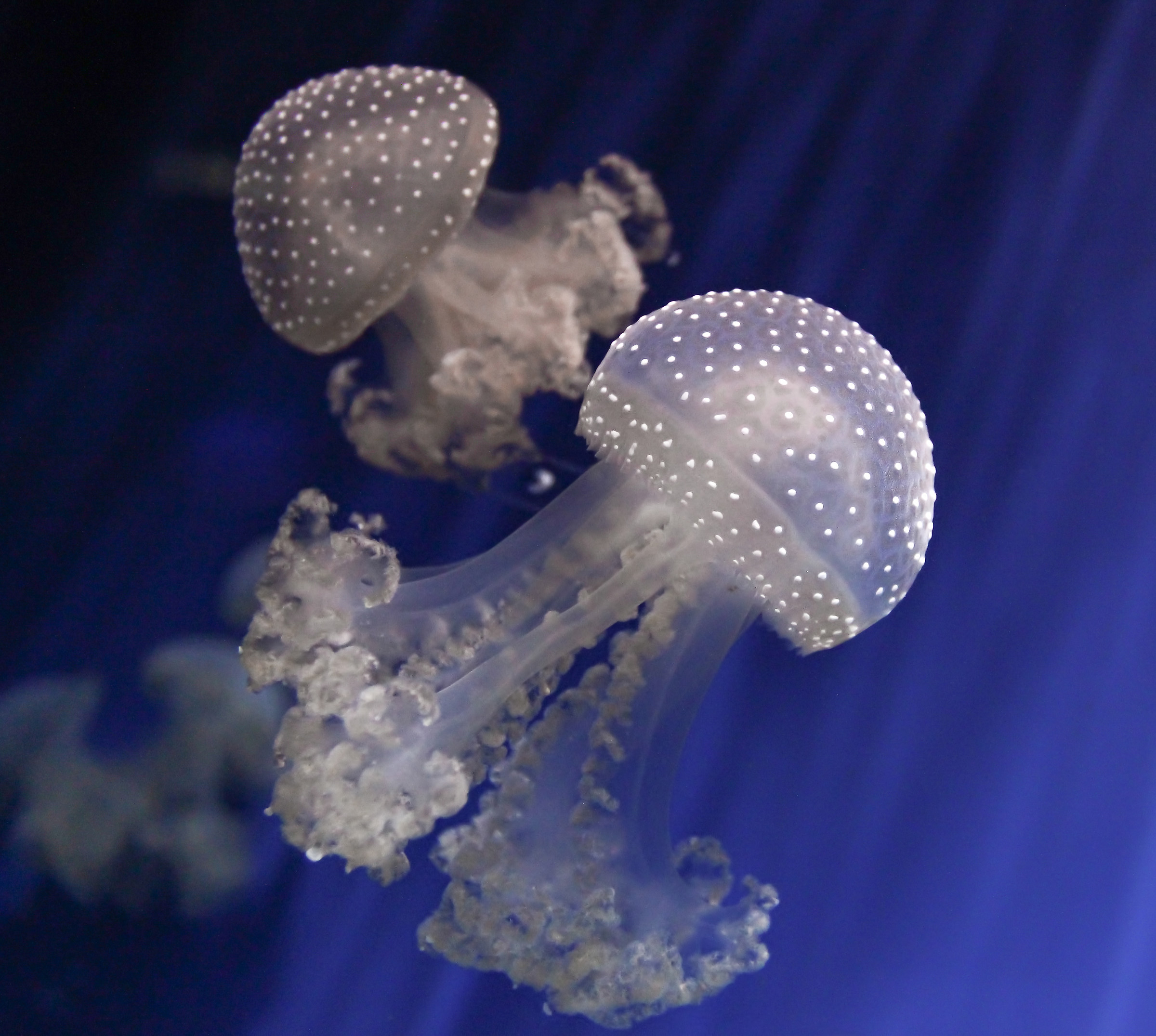 plankton in Blue & White