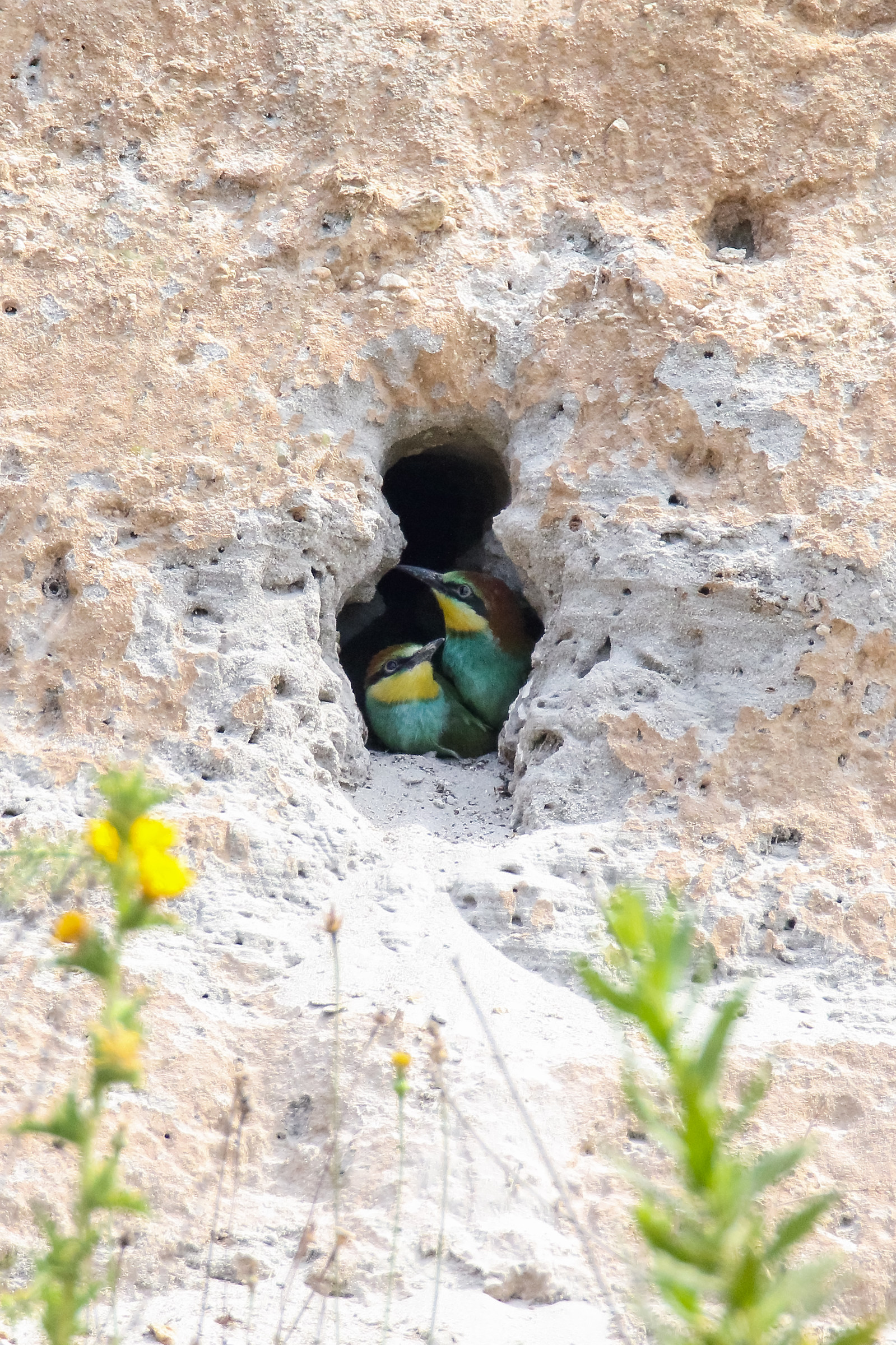 Move Piccoletto Tap Breakfast Mè