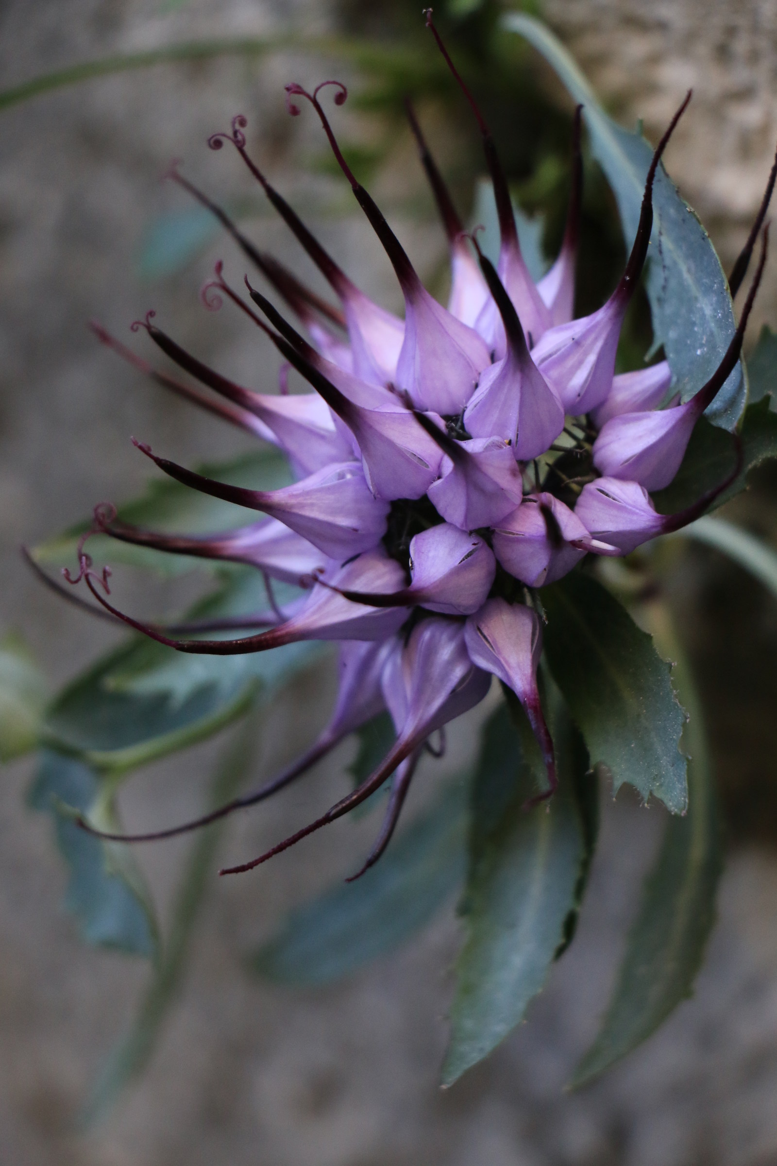 After much hard work this wonder