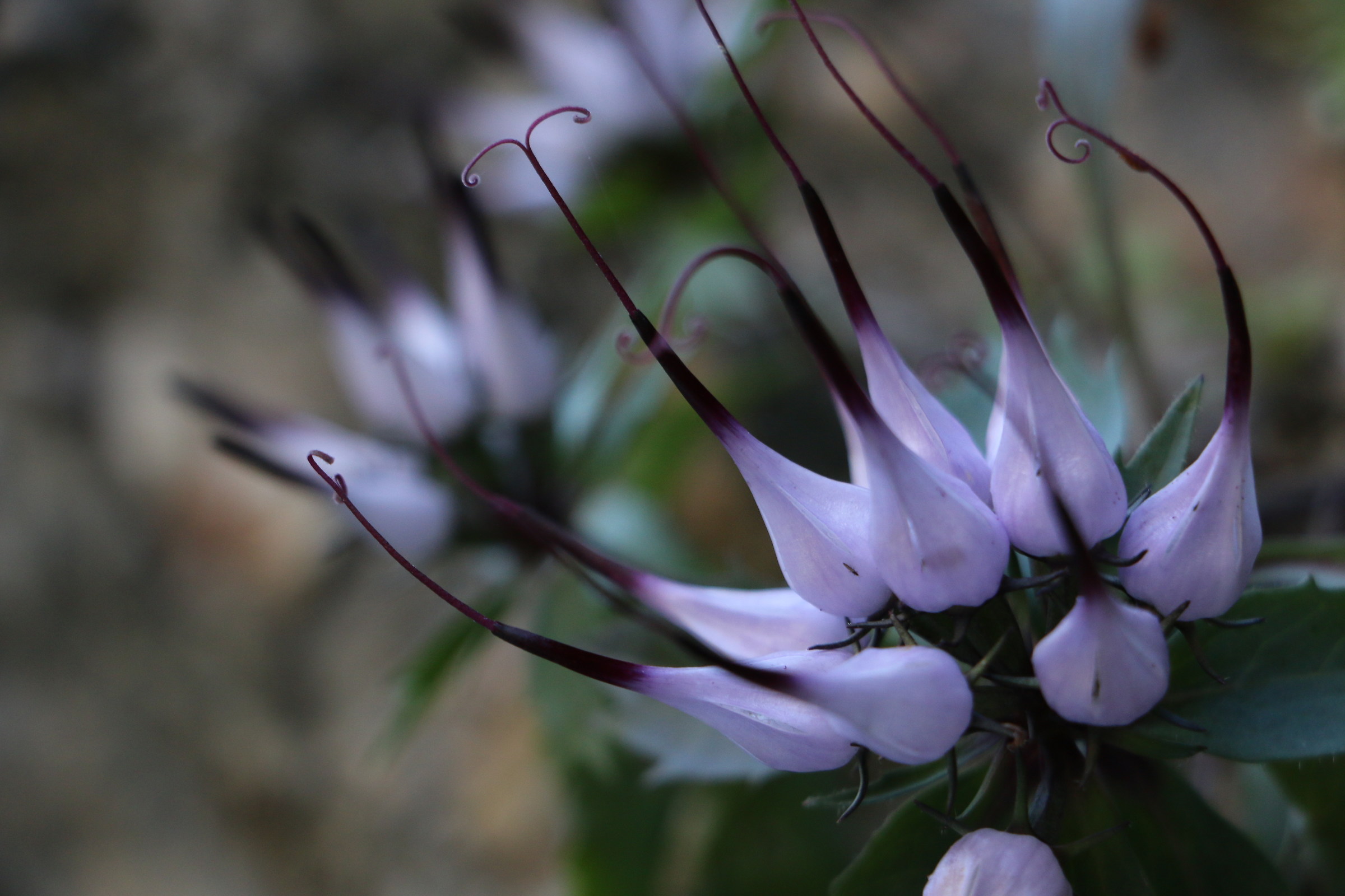 Meraviglia per i tuoi occhi