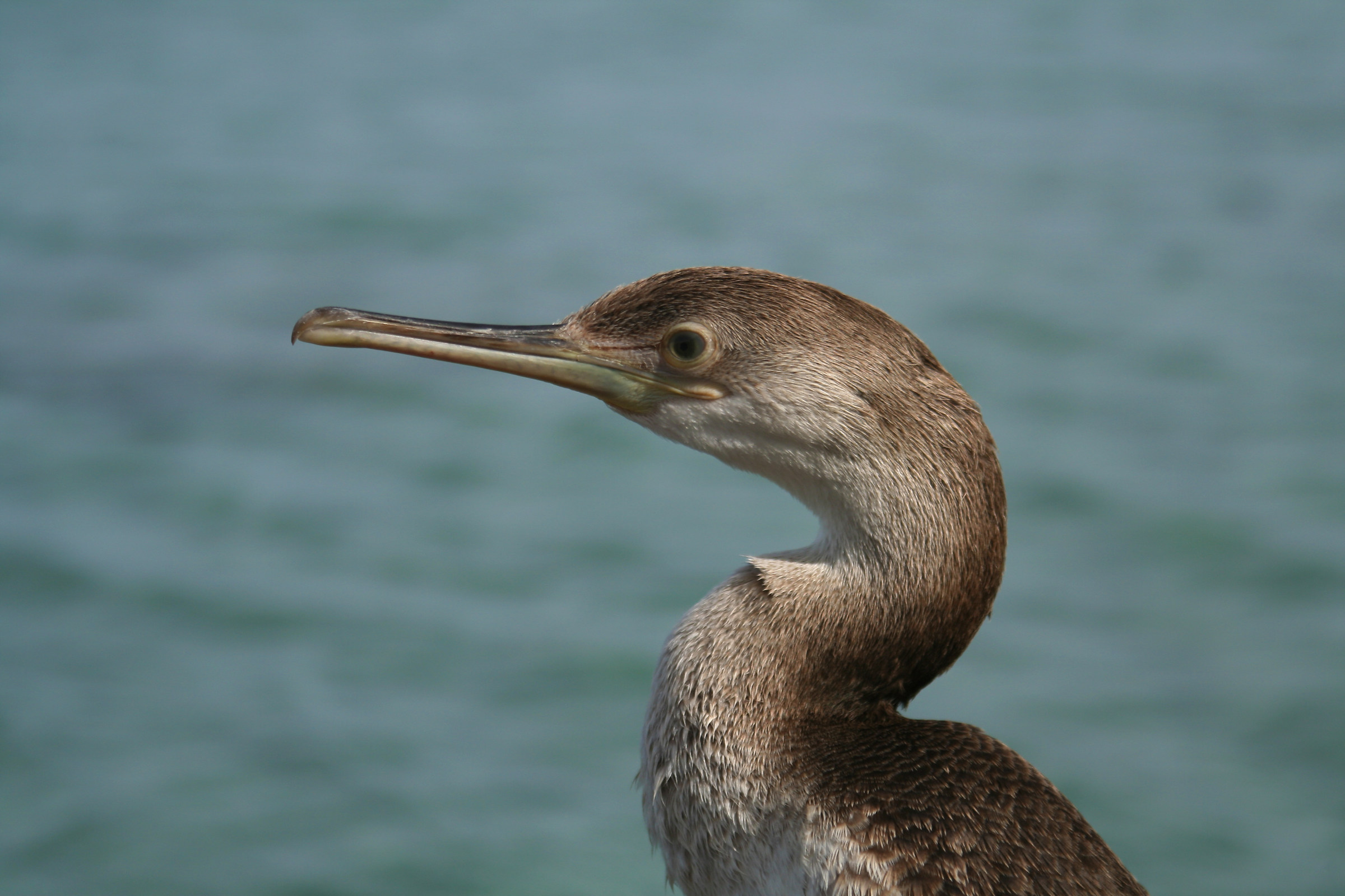 Cormorant to the rocks