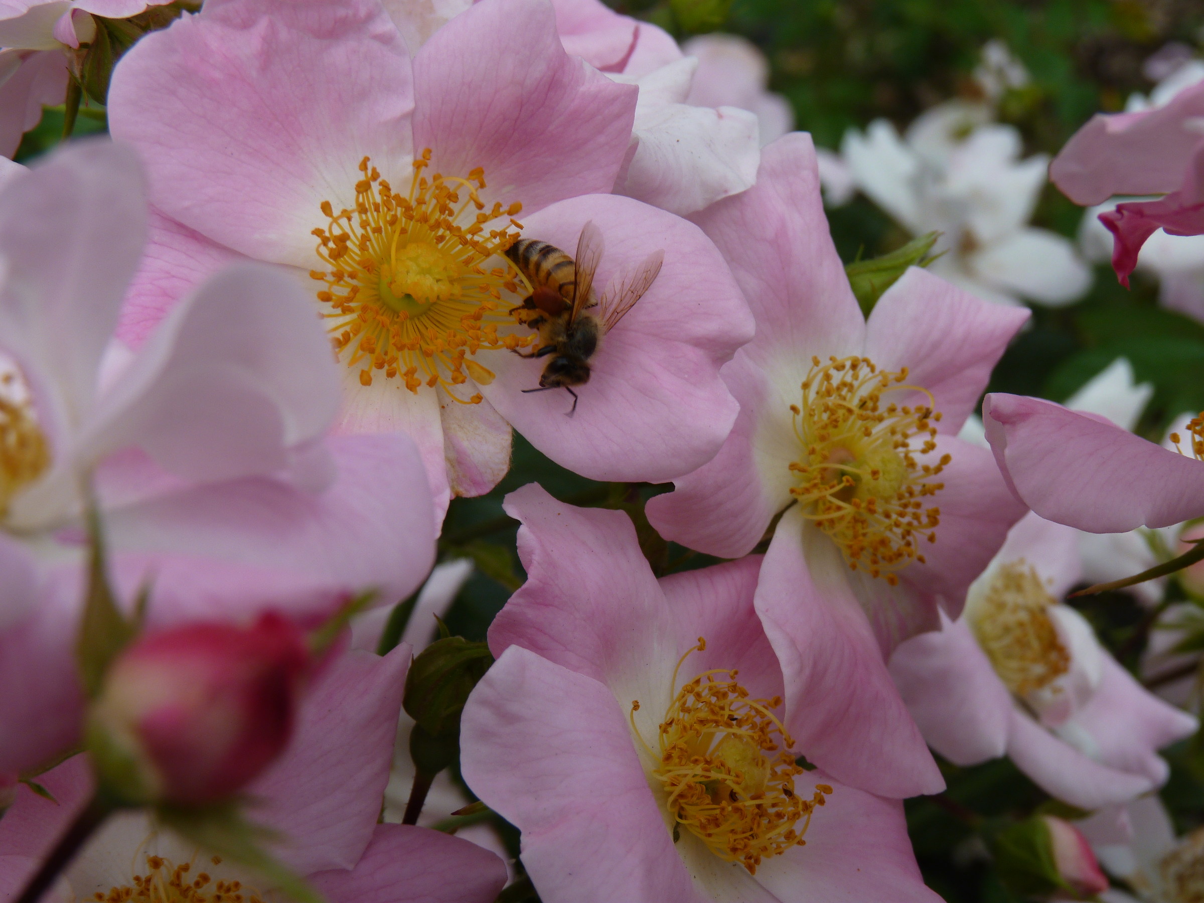 Where are you .... pollen ????