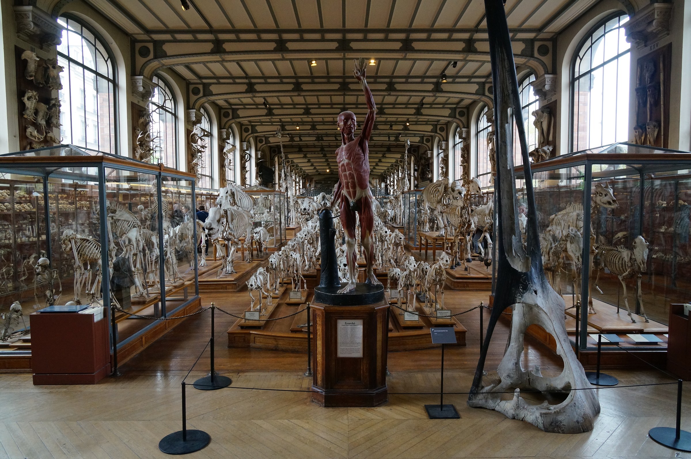 Galerie de Paléontologie et d'Anatomie compar&eac...