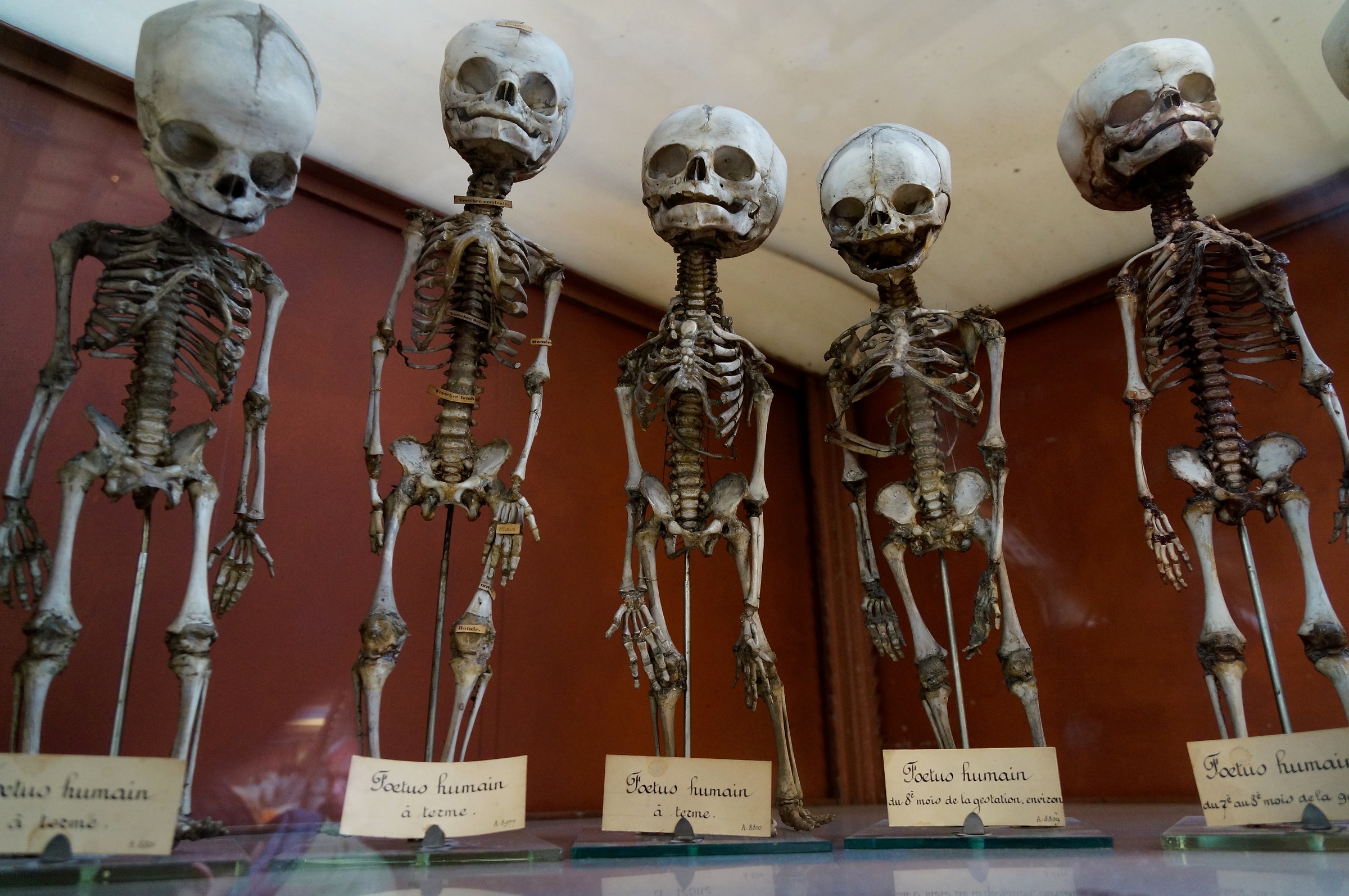 Galerie de Paléontologie et d'Anatomie compar&eac...