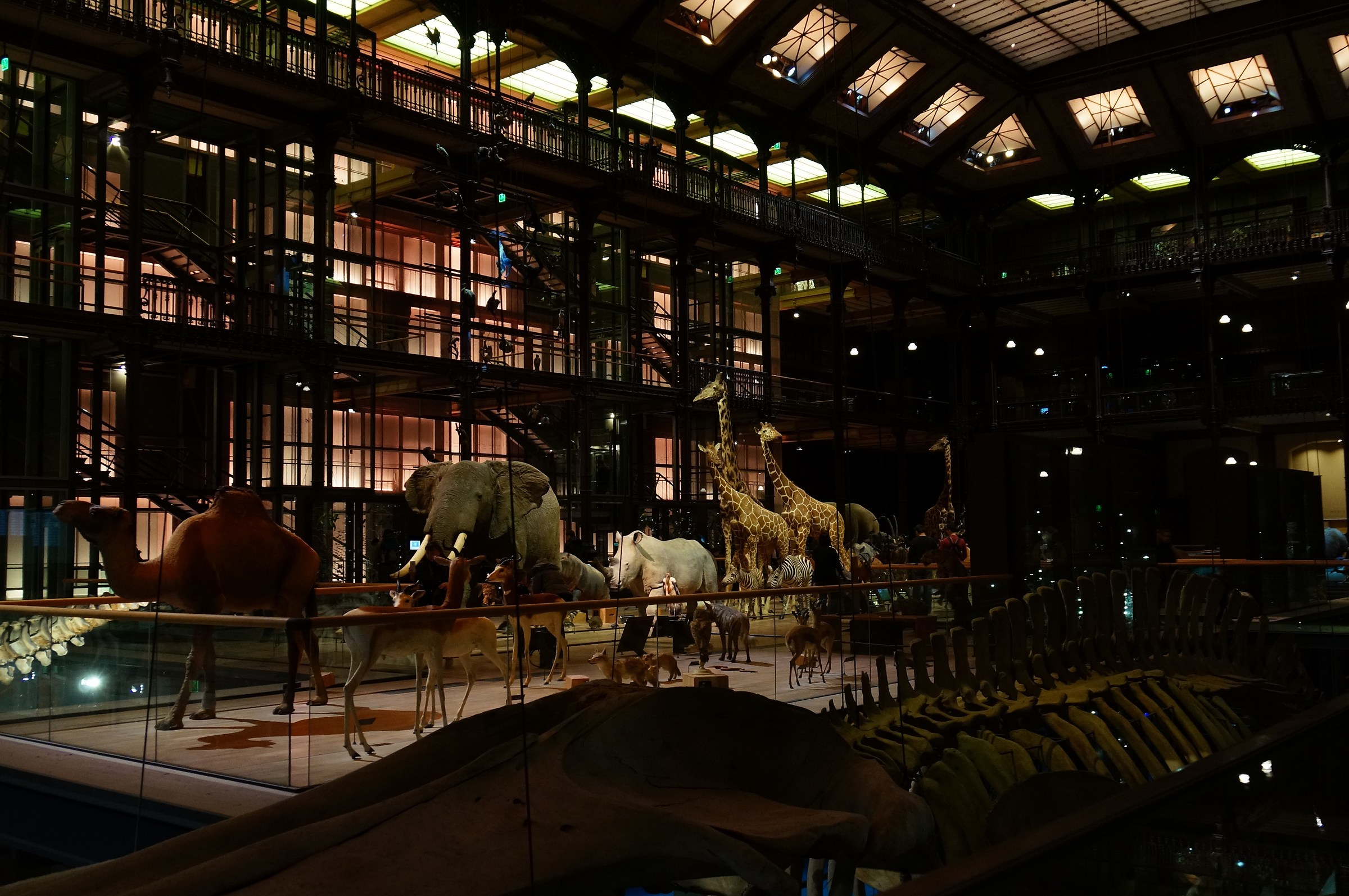 Grande Galerie de l'Evolution 01