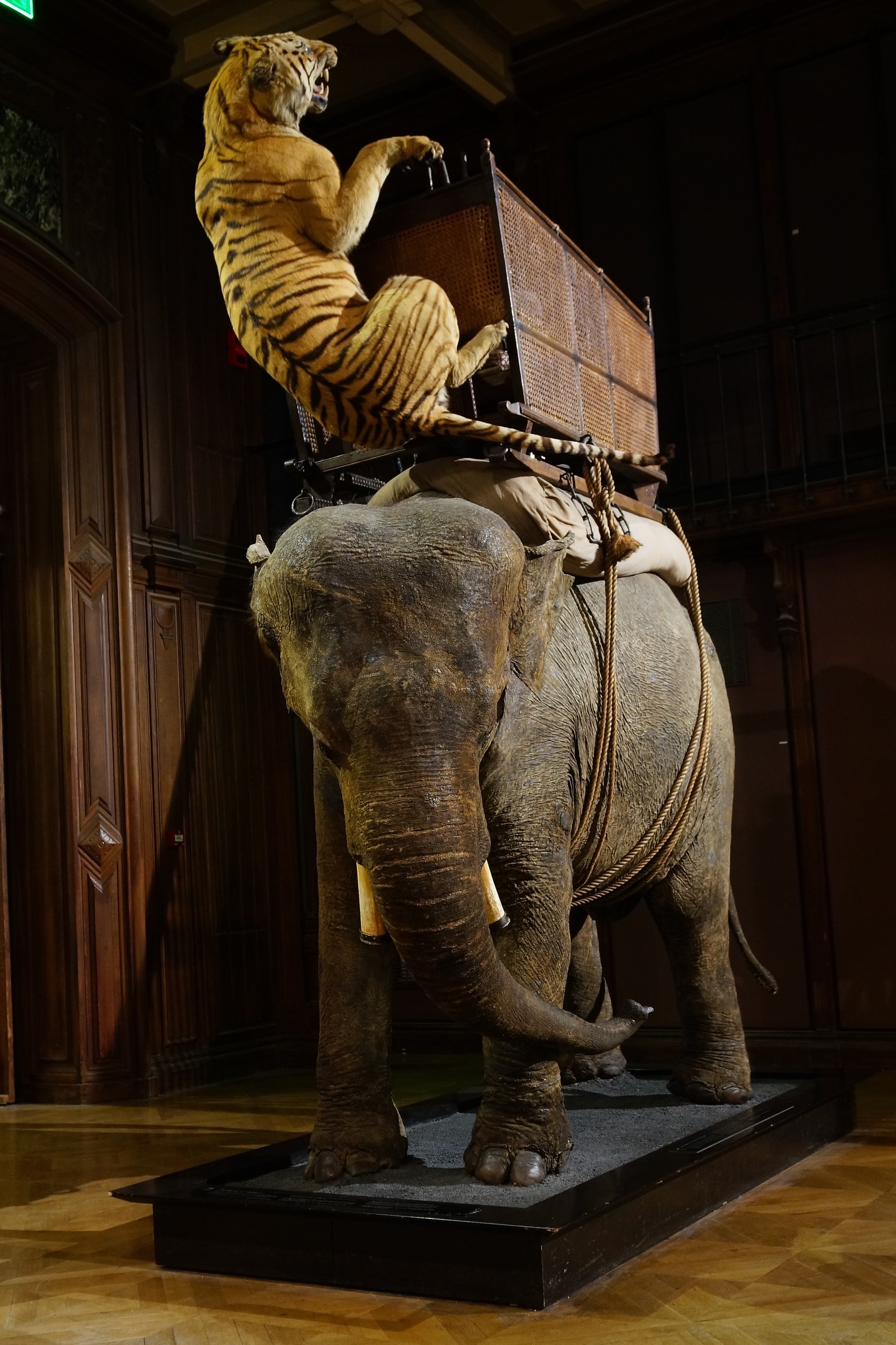 Grande Galerie de l'Evolution 02