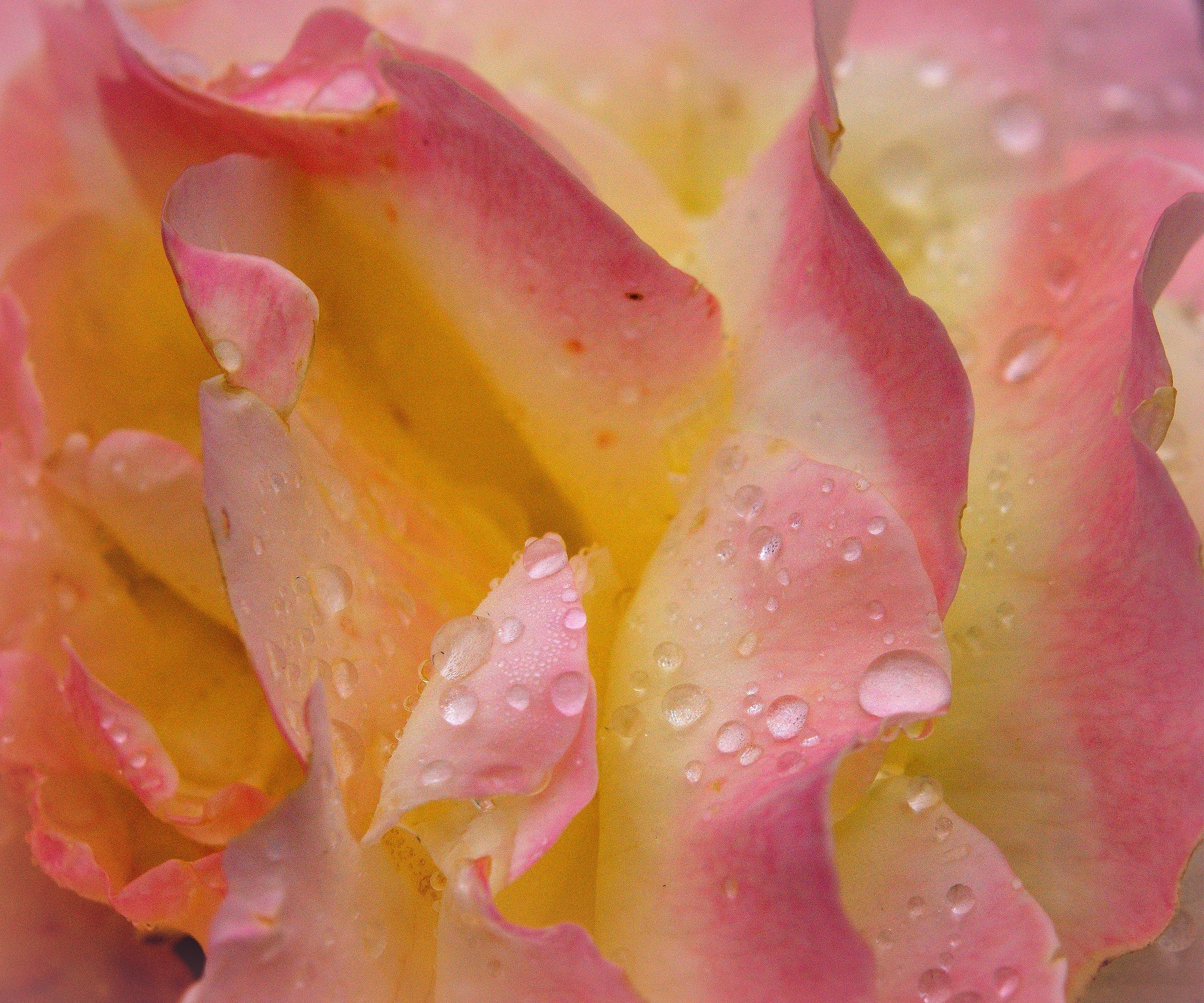 The secret of the rose