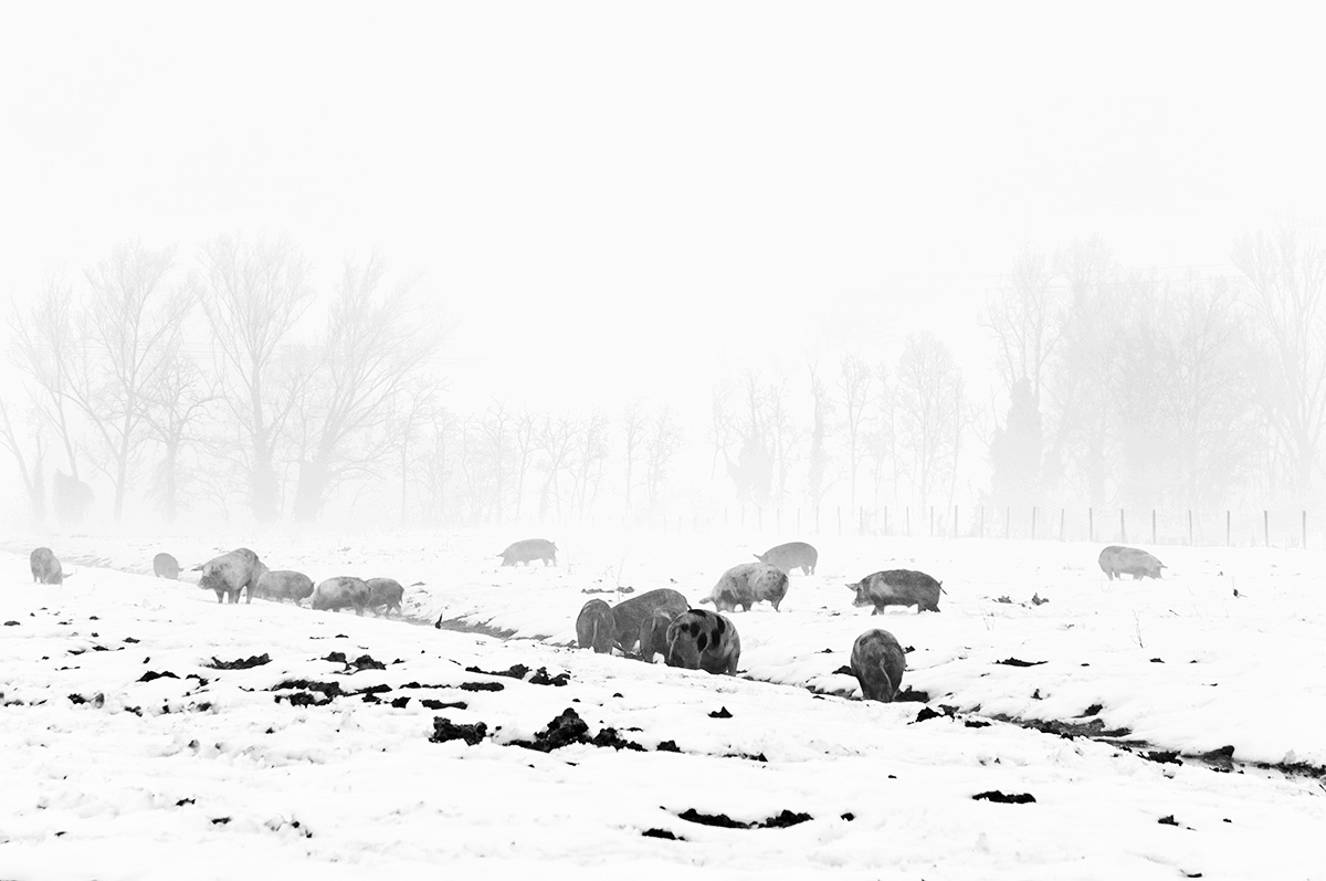 Dalla parte del porco