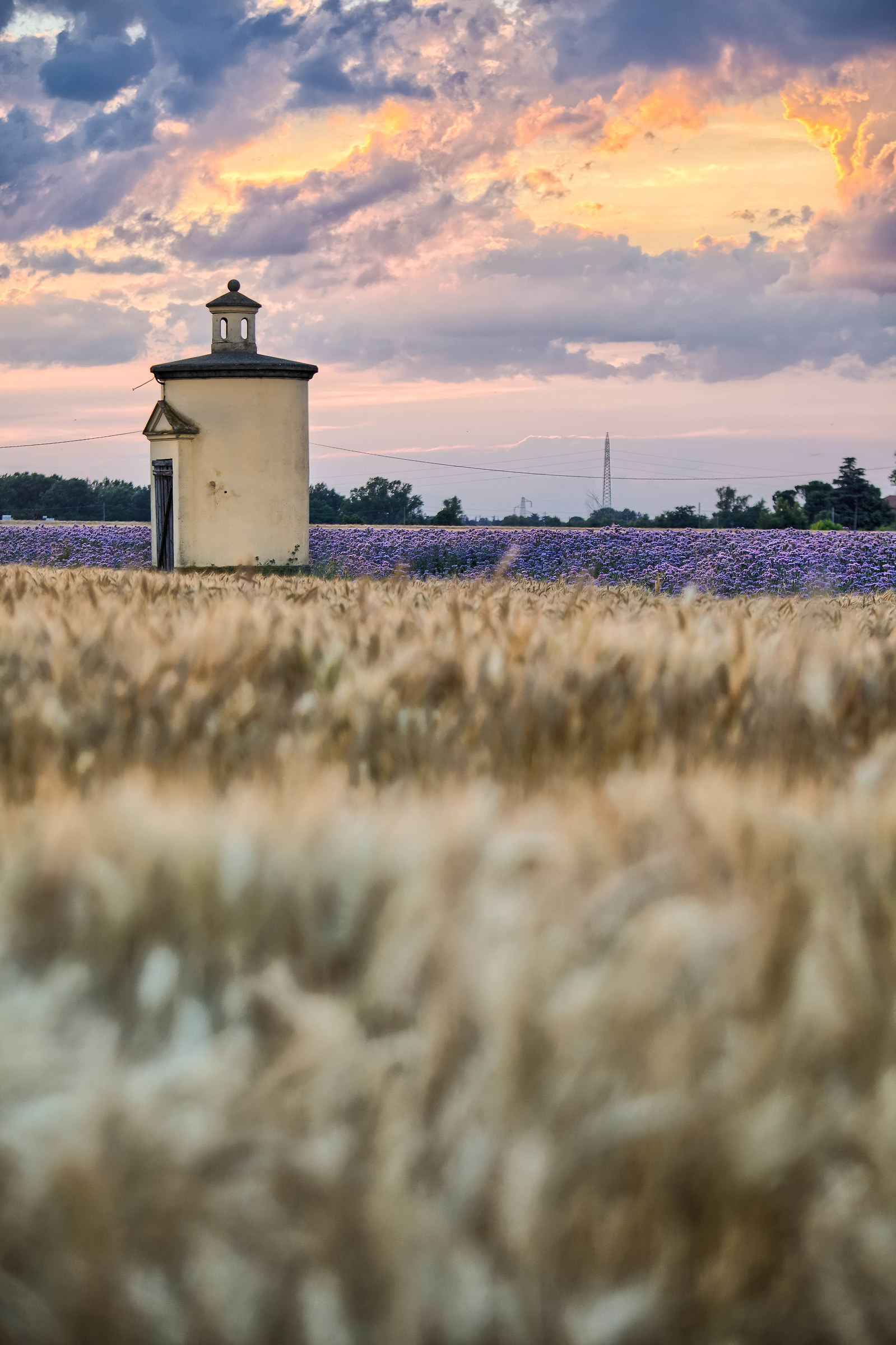 purple Facelie Idice