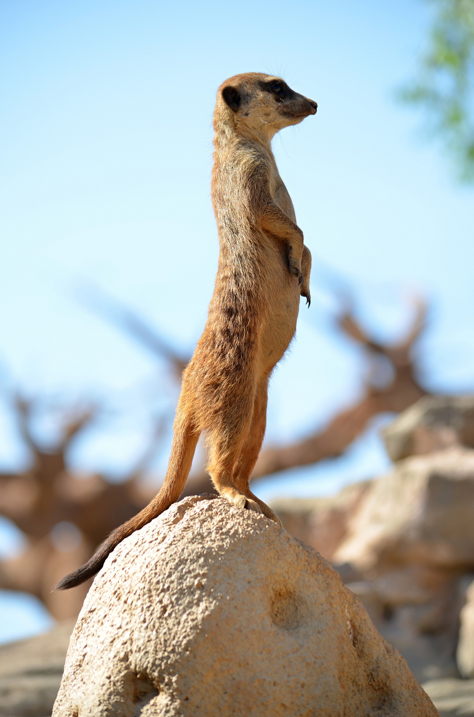 Turn on the lookout!