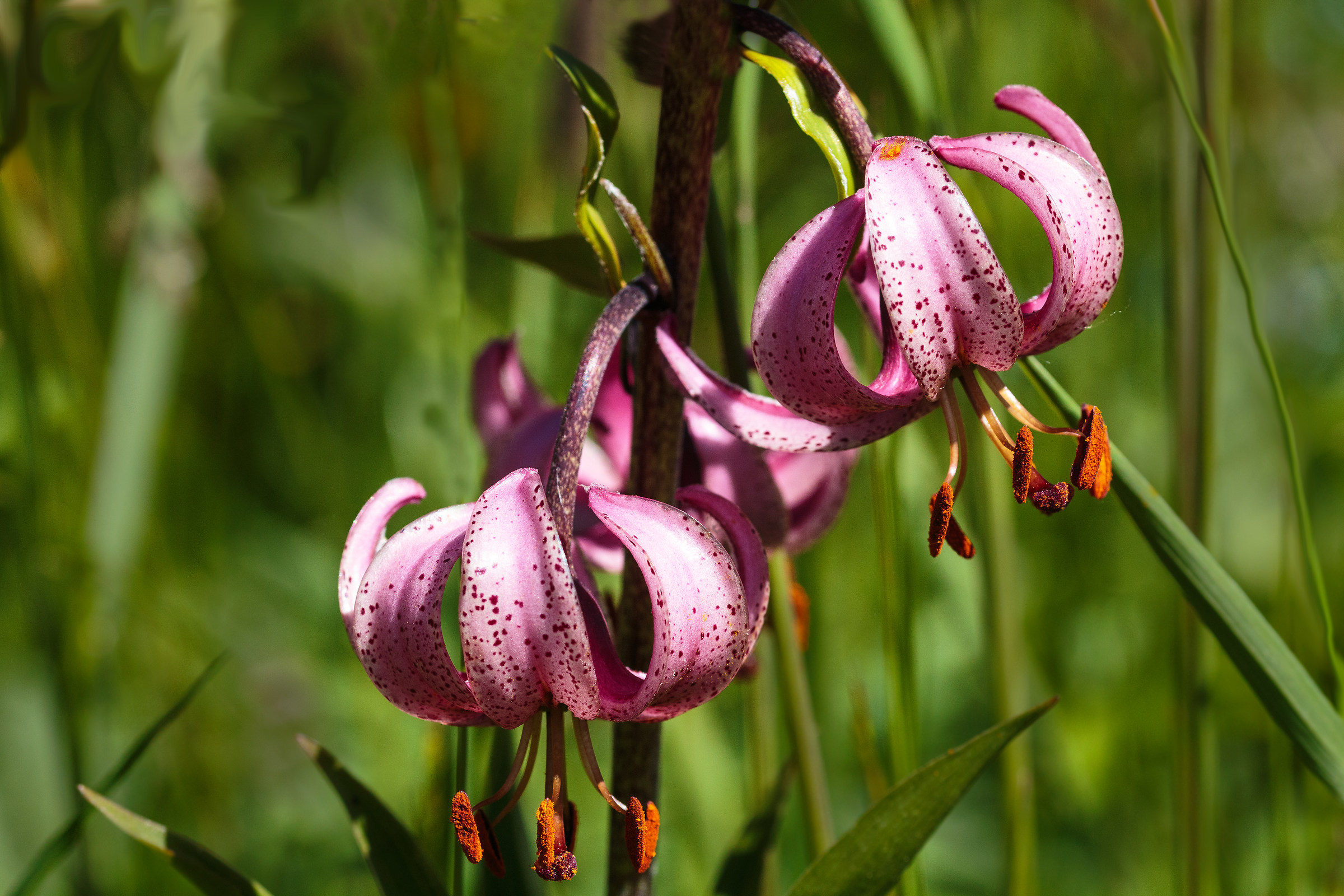 Lilium Martagon