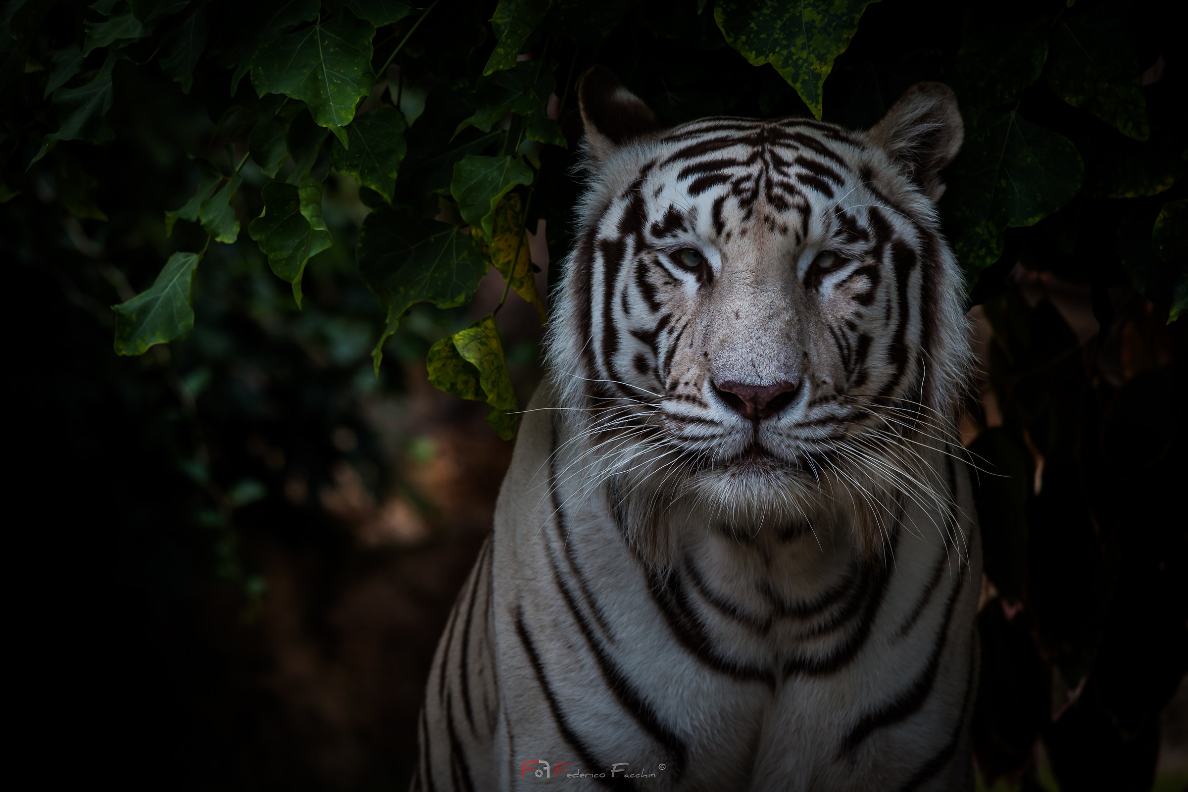 Tiger Panthera tigris