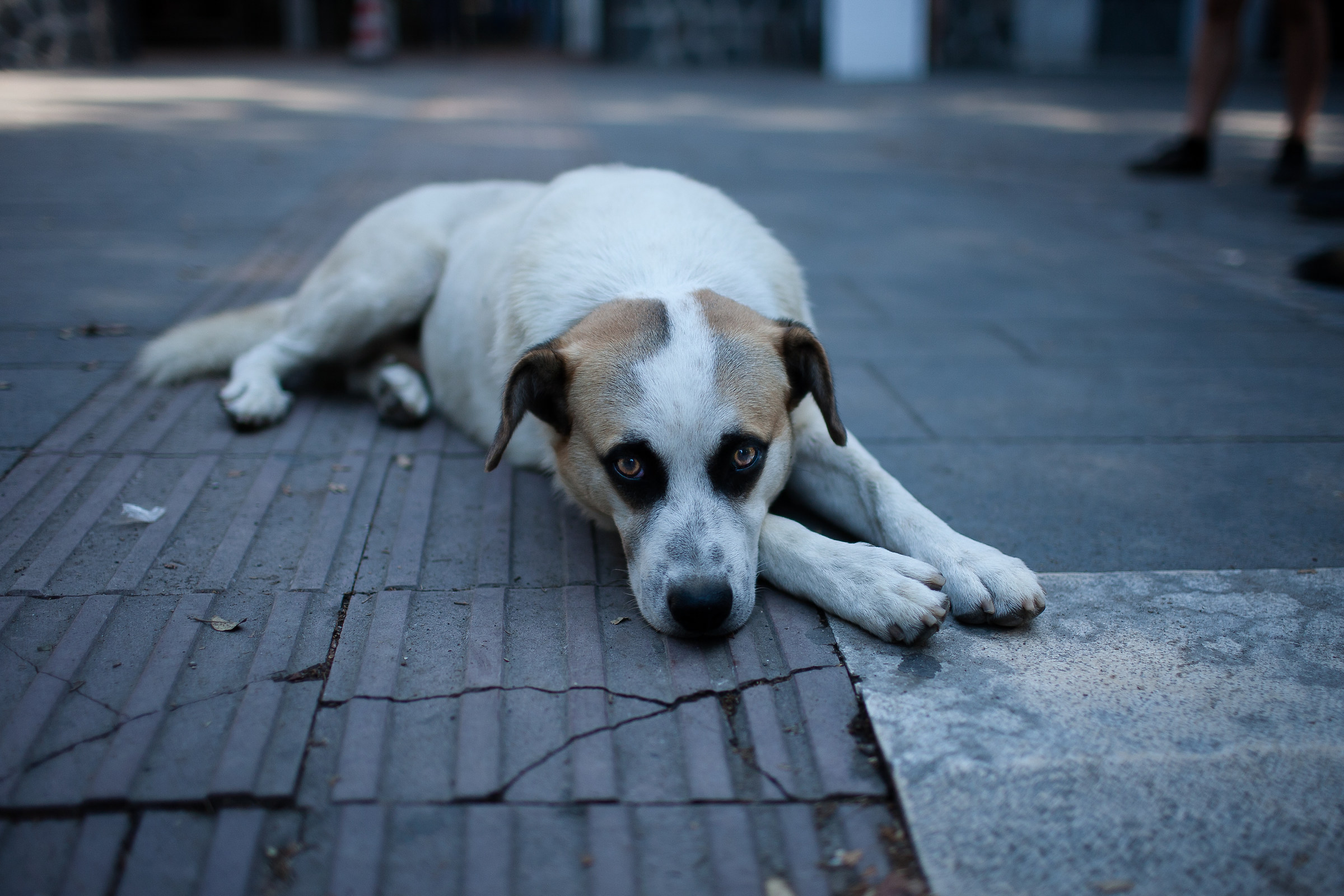 The guardian of Pompeii