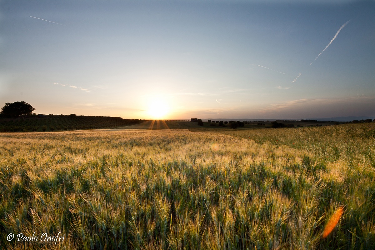 Sunset on Wheat
