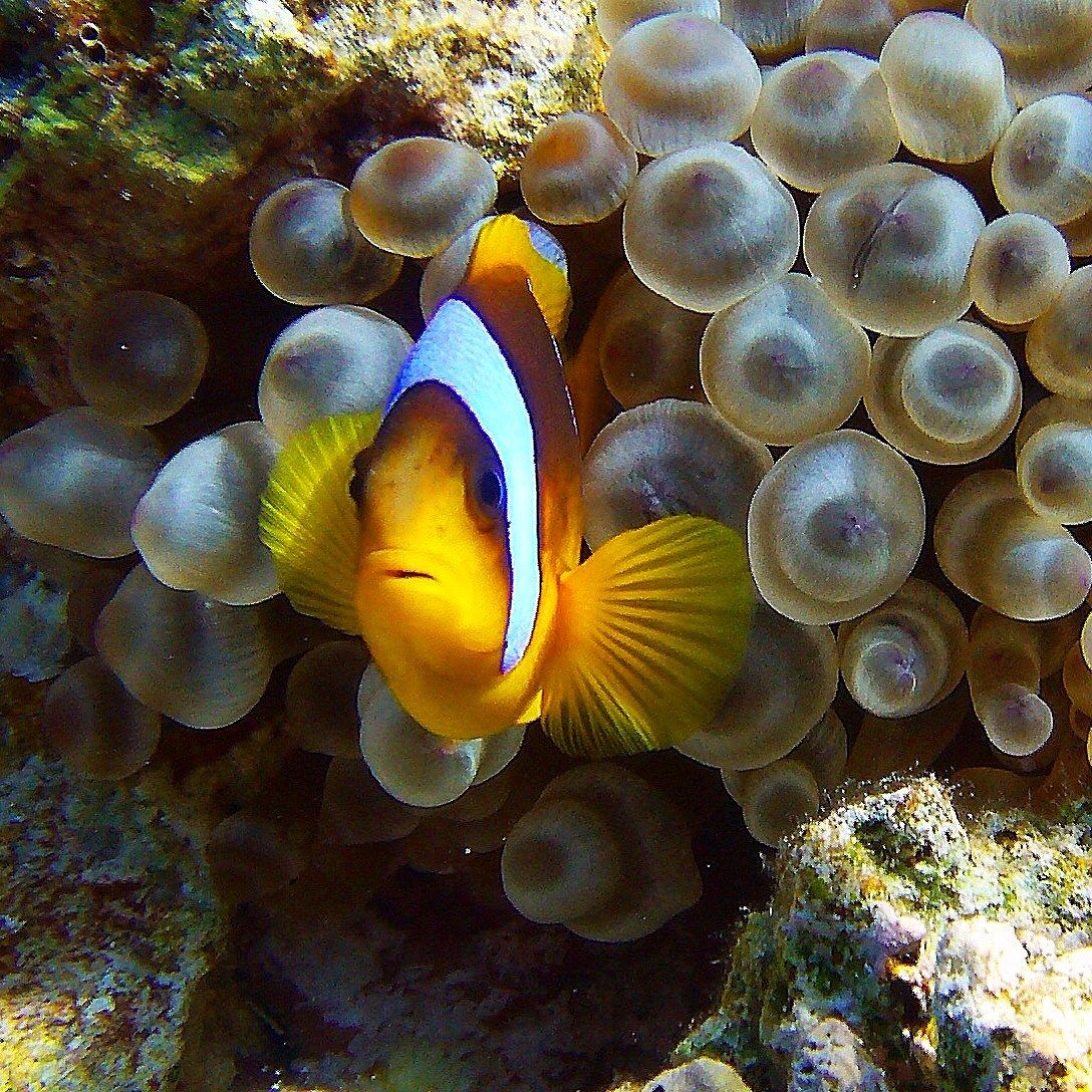 Clownfish