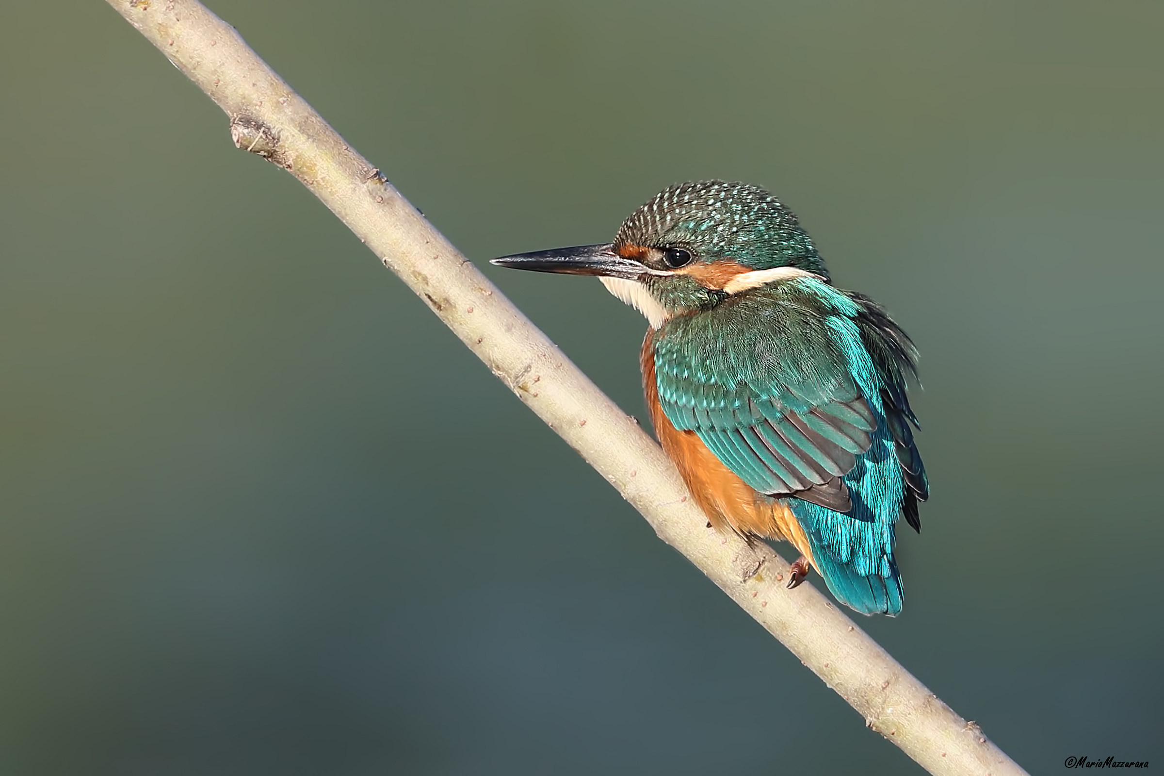Kingfisher