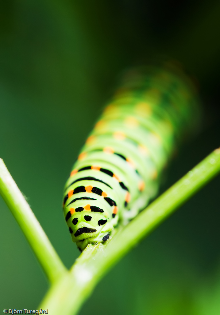 Caterpillar