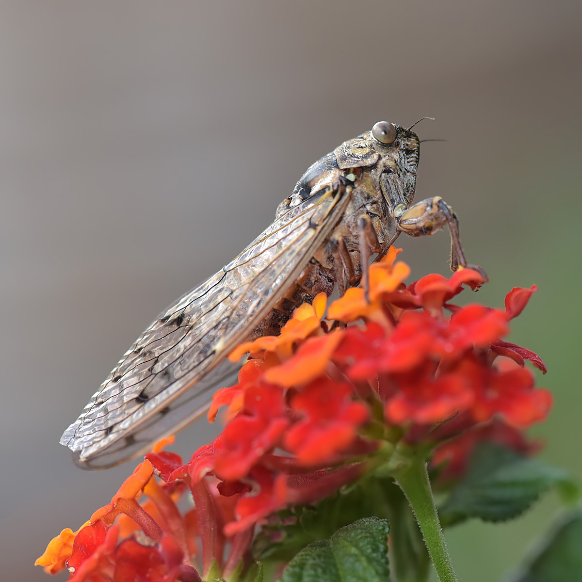 Cicada on lantana