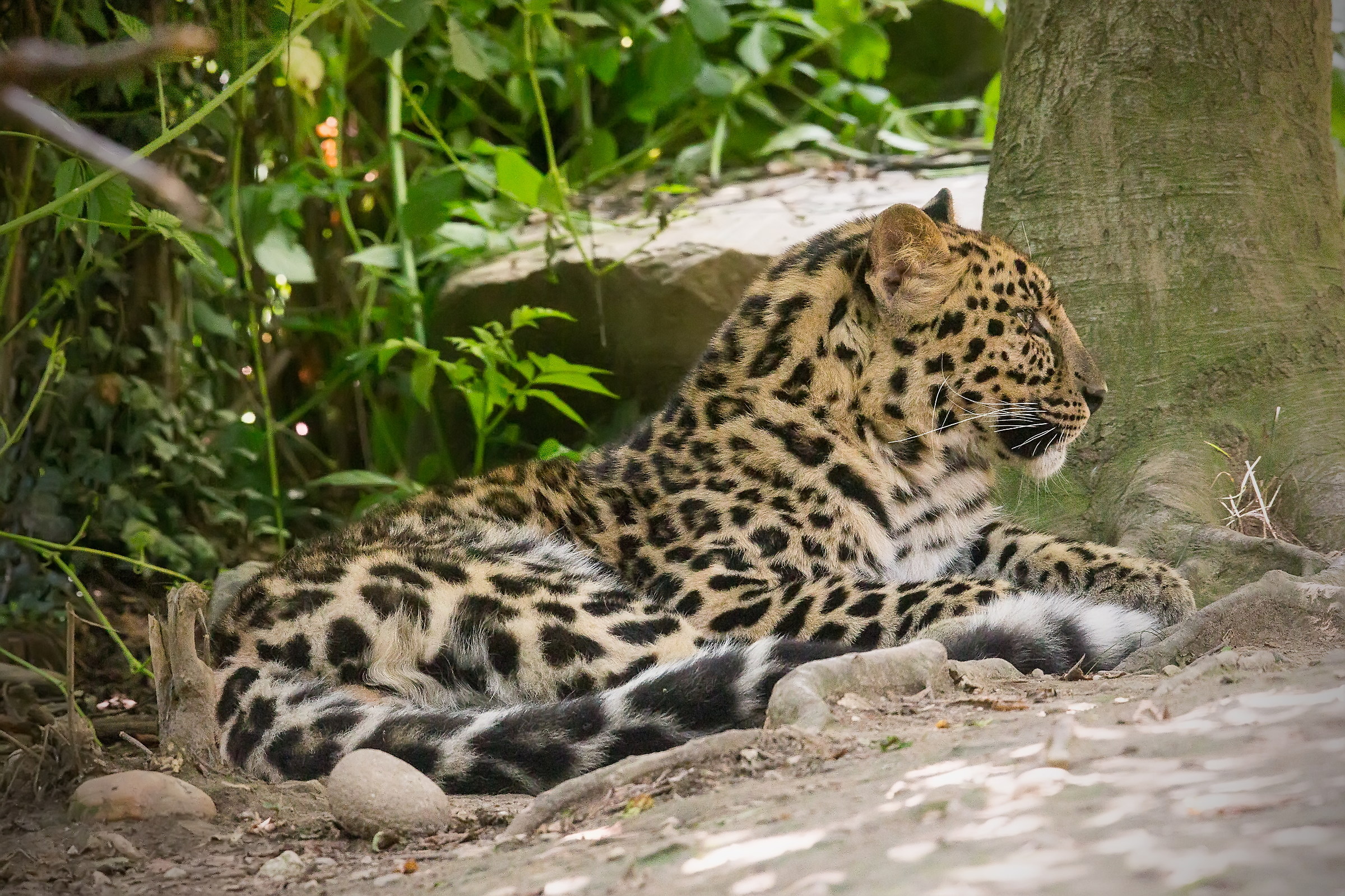 Amur Leopard - animal in captivity '