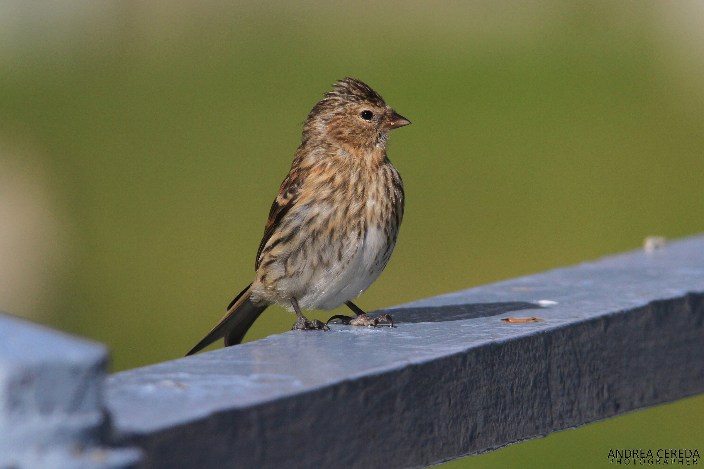 Acanthis flammea ssp. cabaret - Organetto alpino