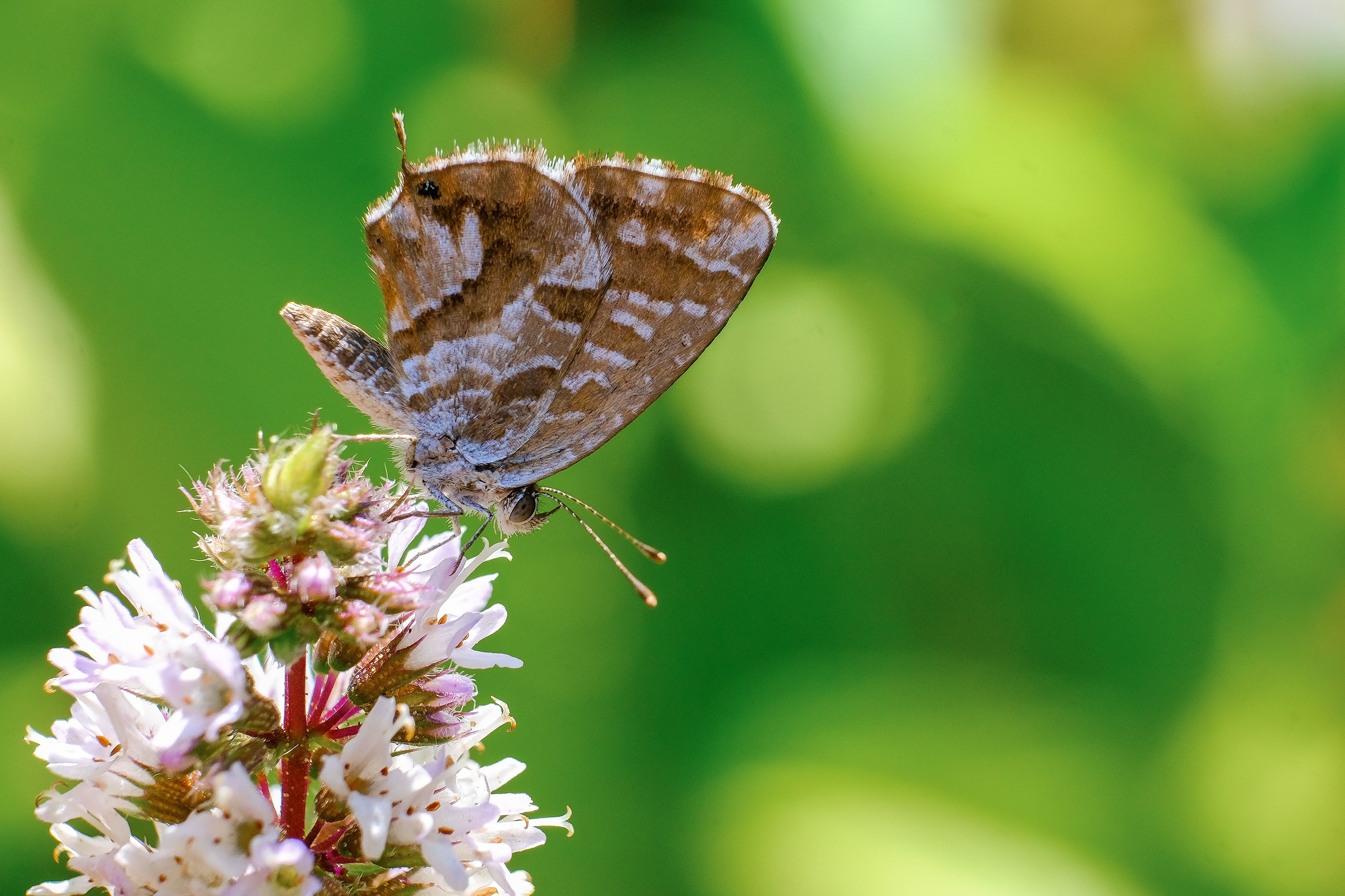 Cacyreus marshalli su fiori di menta