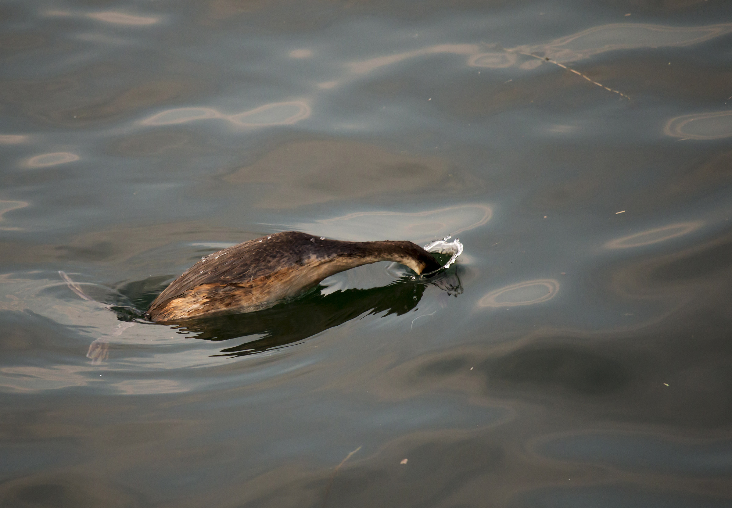 il tuffo dello svasso