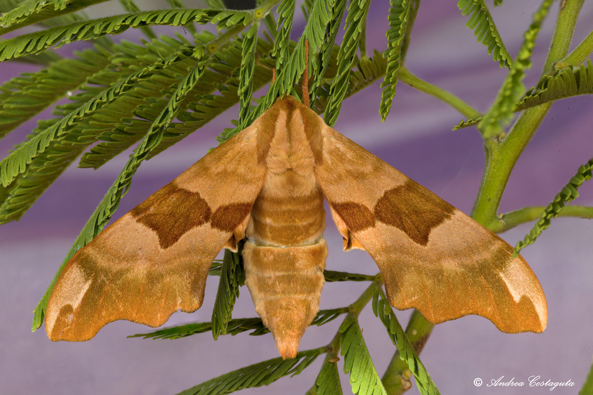 Sfingide del tiglio.