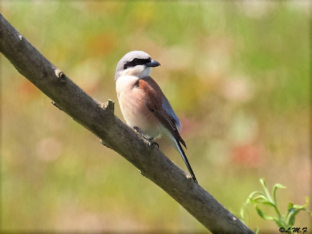 averla piccola (maschio)