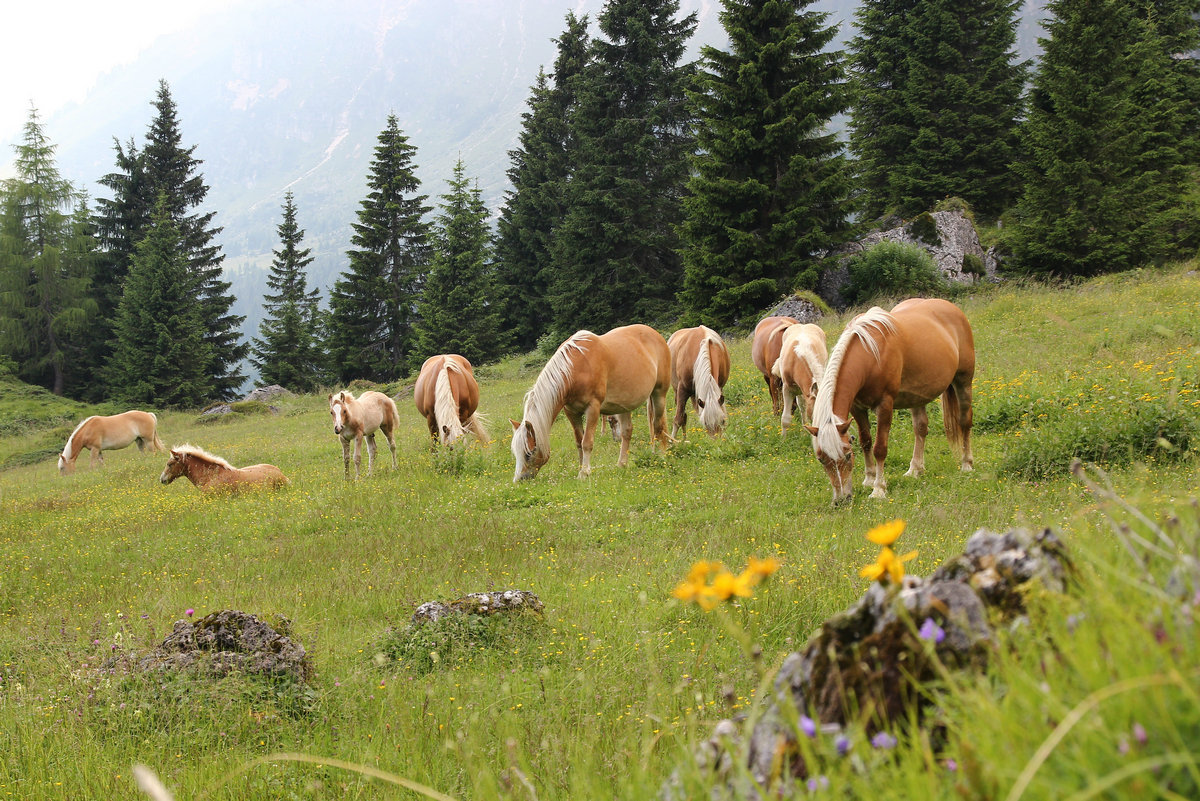 liberi di scorrazzare