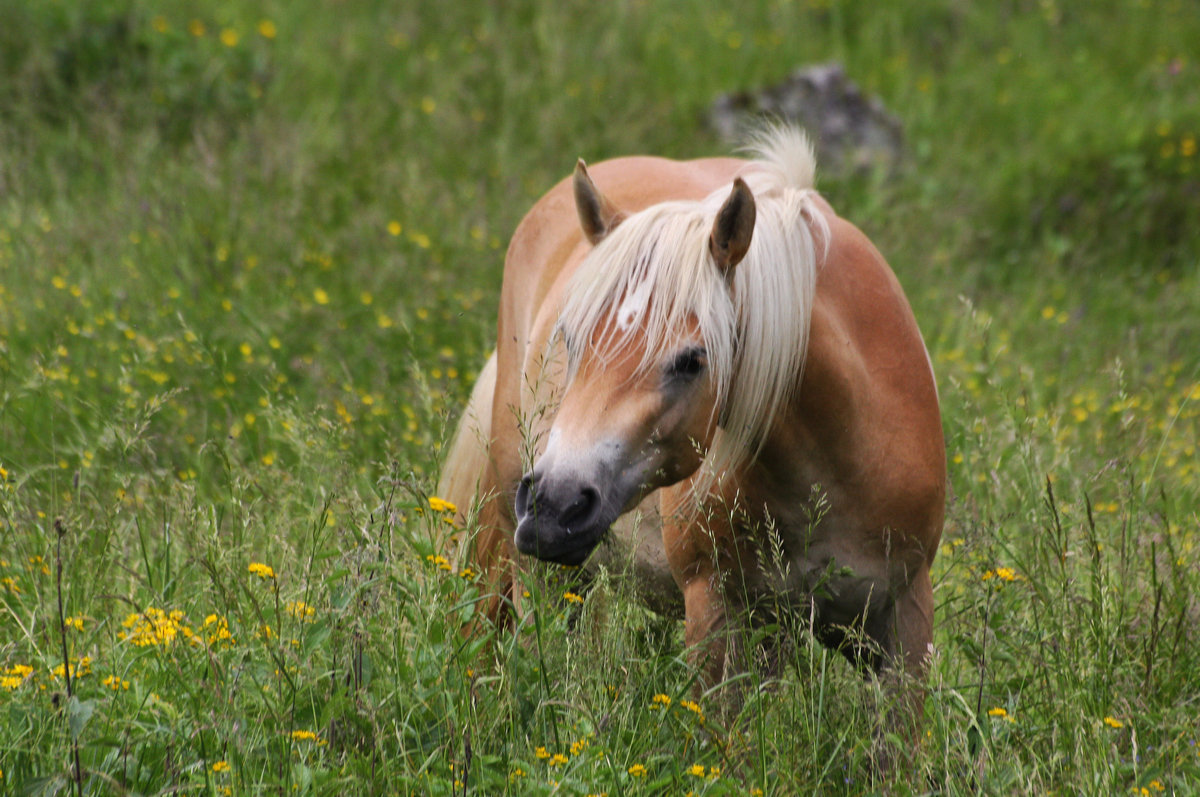 liberi di scorrazzare