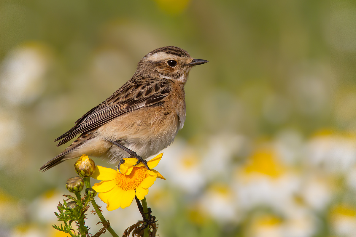 Whinchat