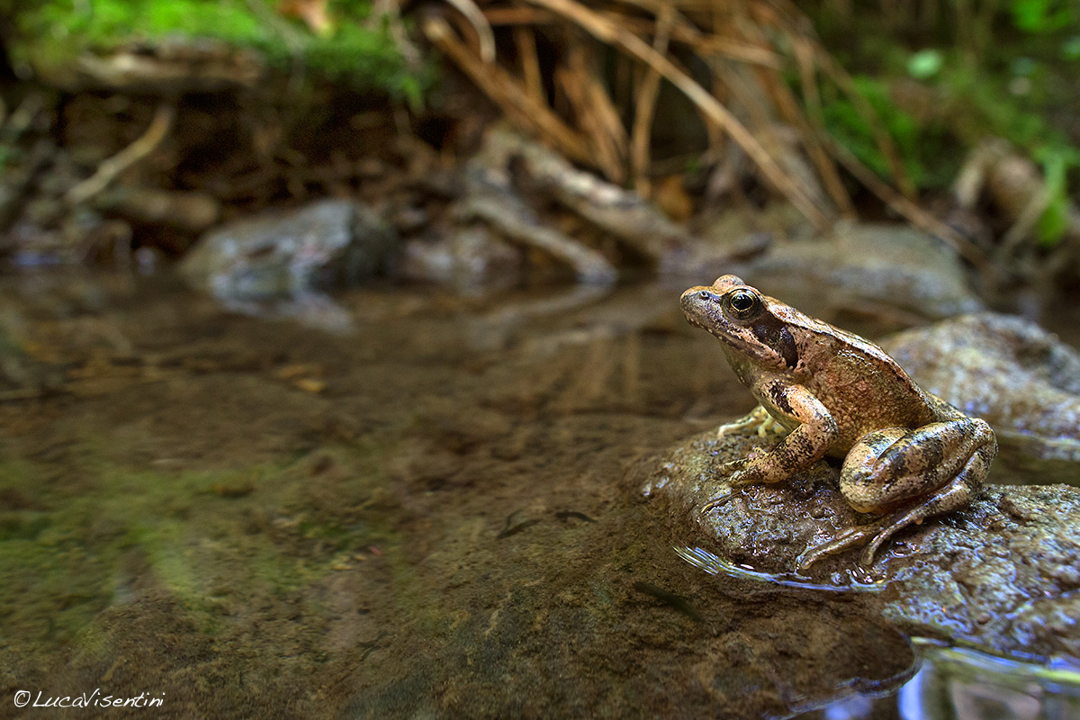 Rana italica