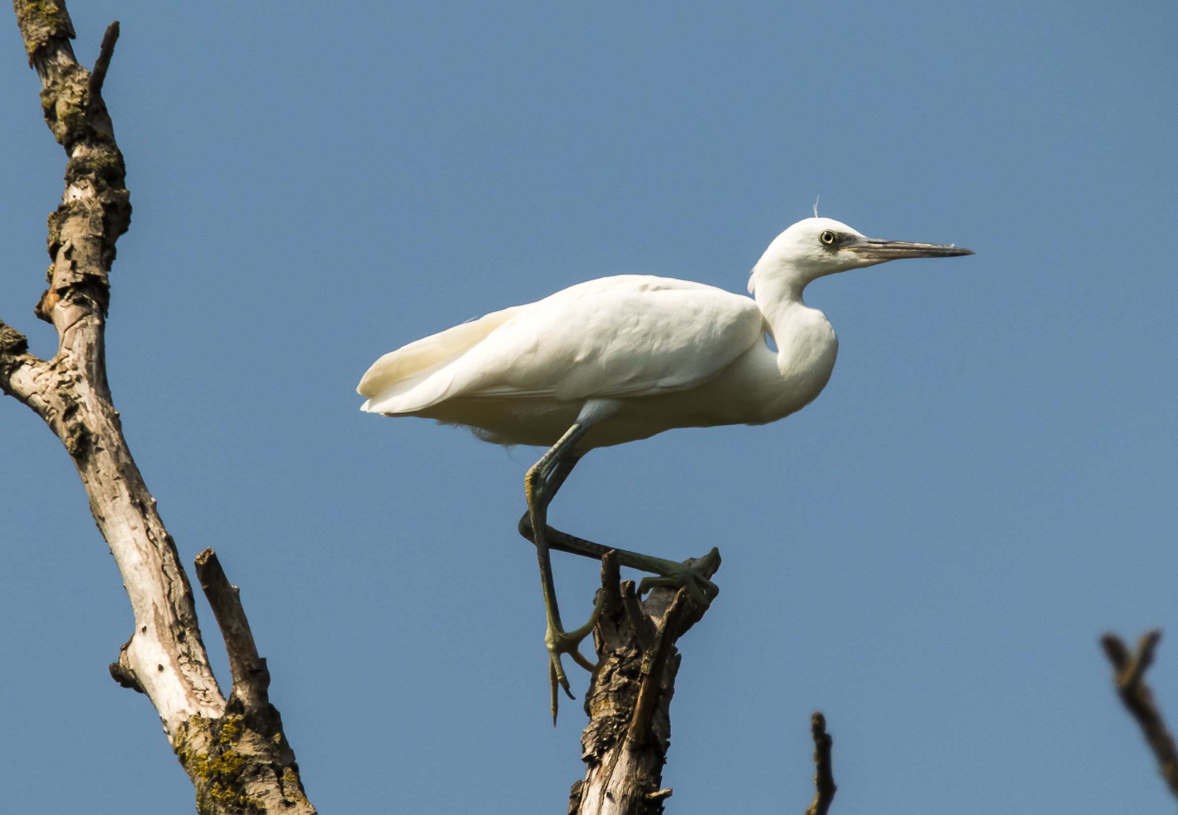egret