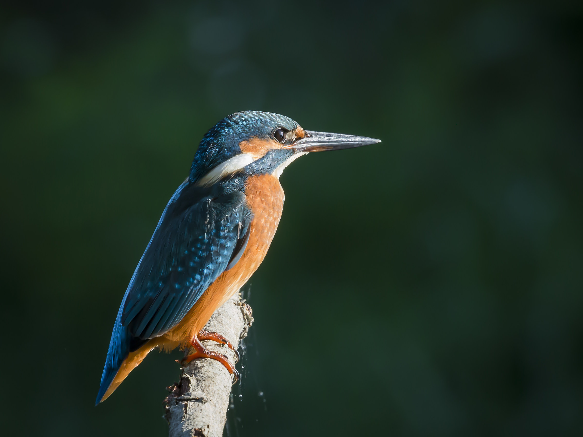 Kingfisher