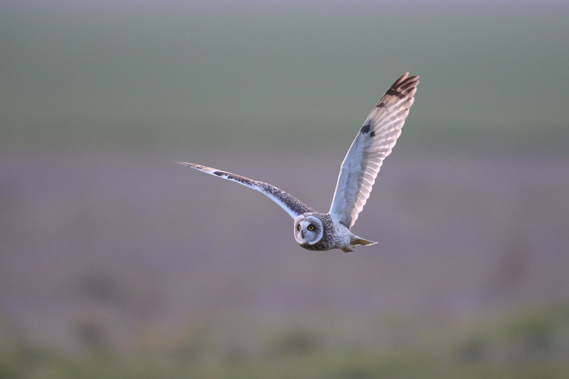 Breve gufo di palude