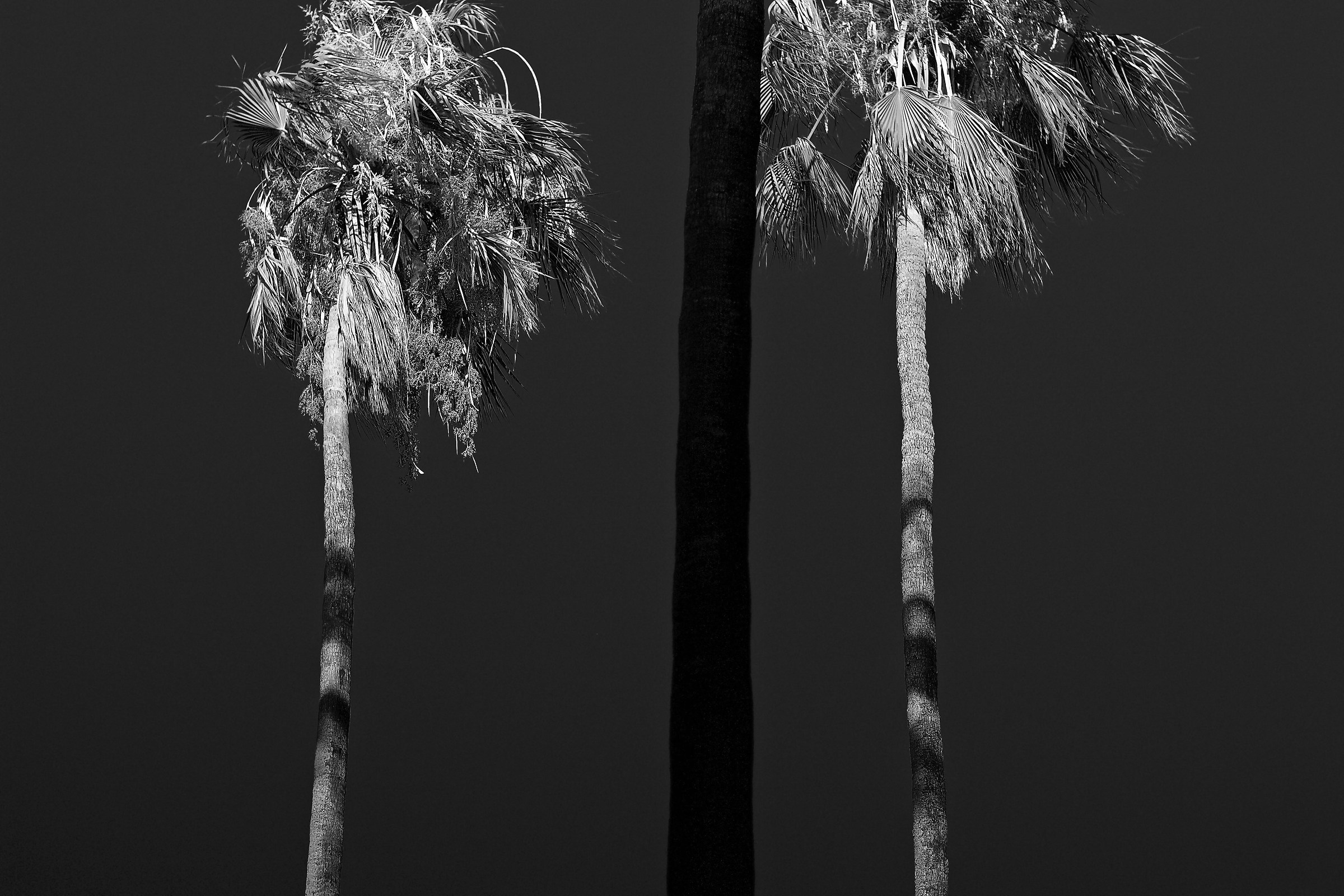 Palme a Lecce, Puglia