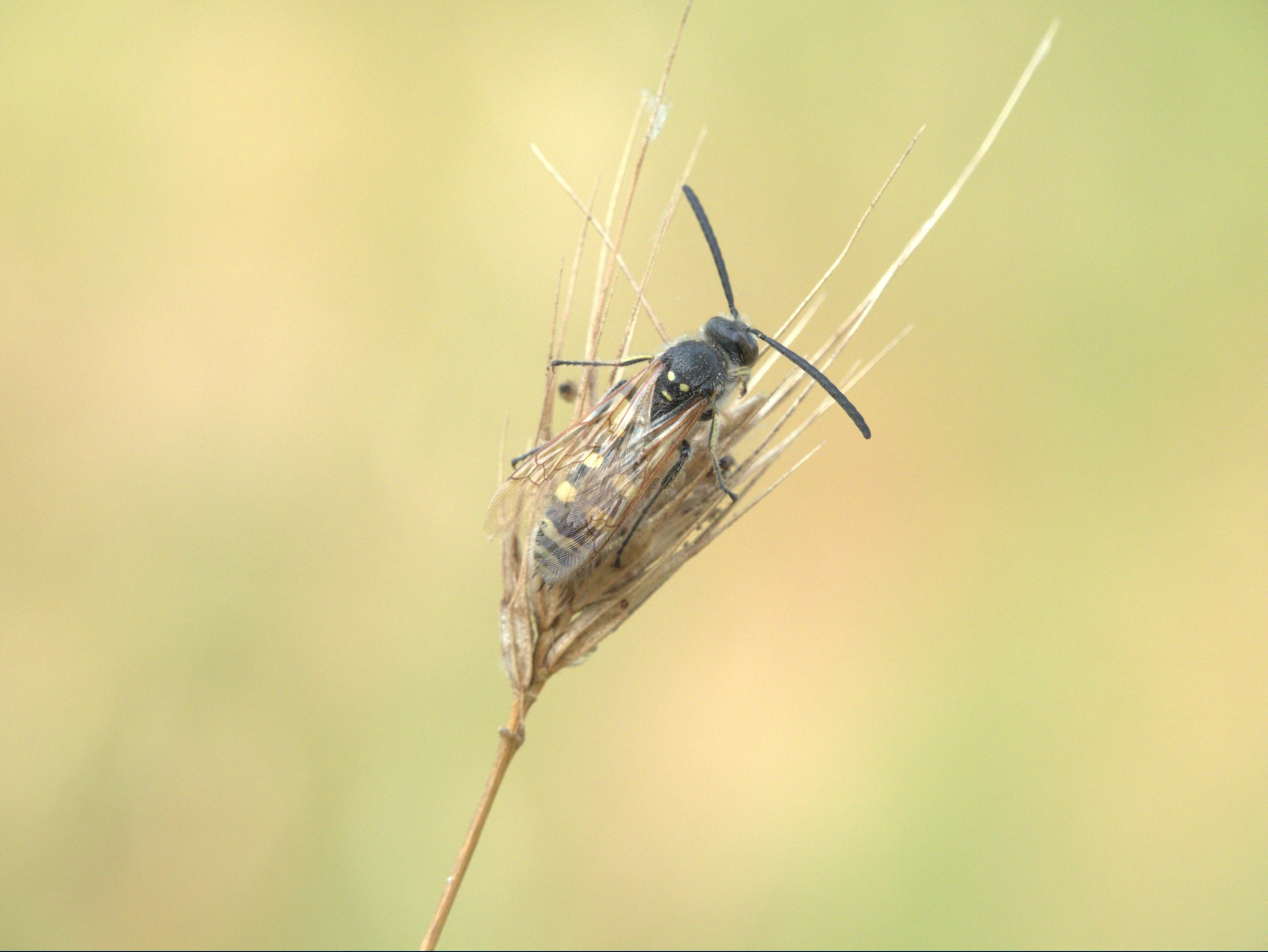 Ecco un Altro Dimenticato