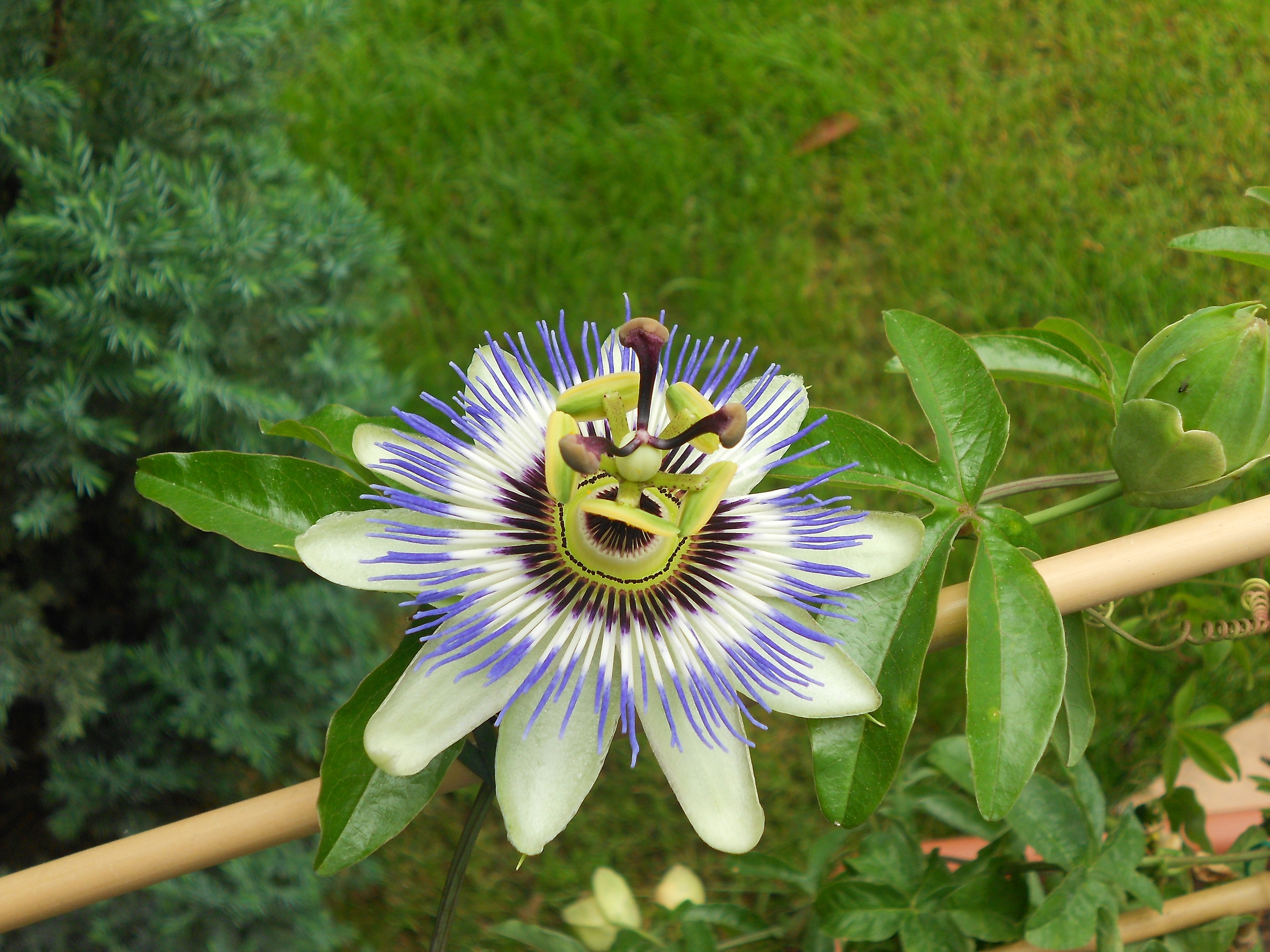 il fiore della passione