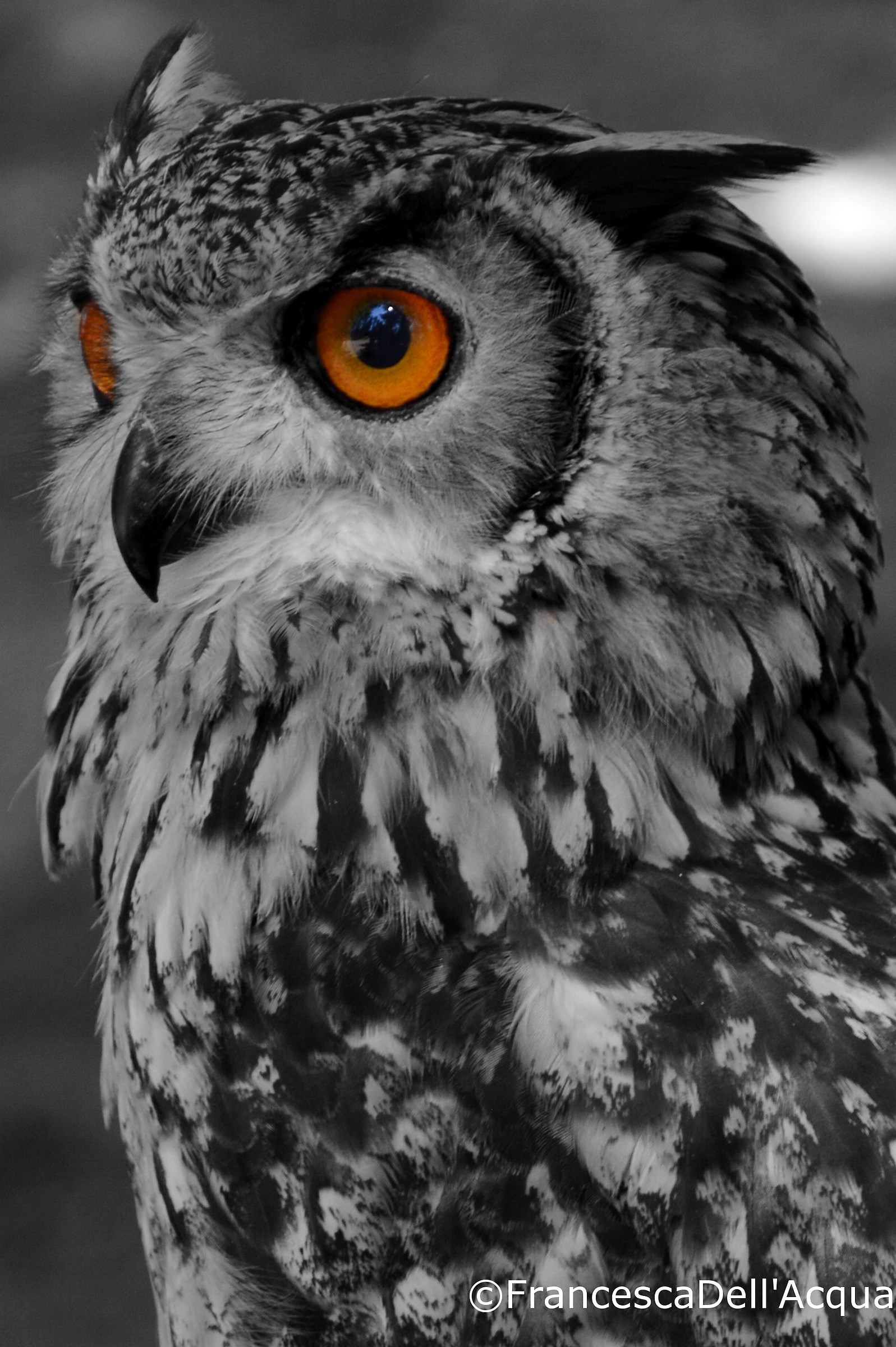 owl eyes