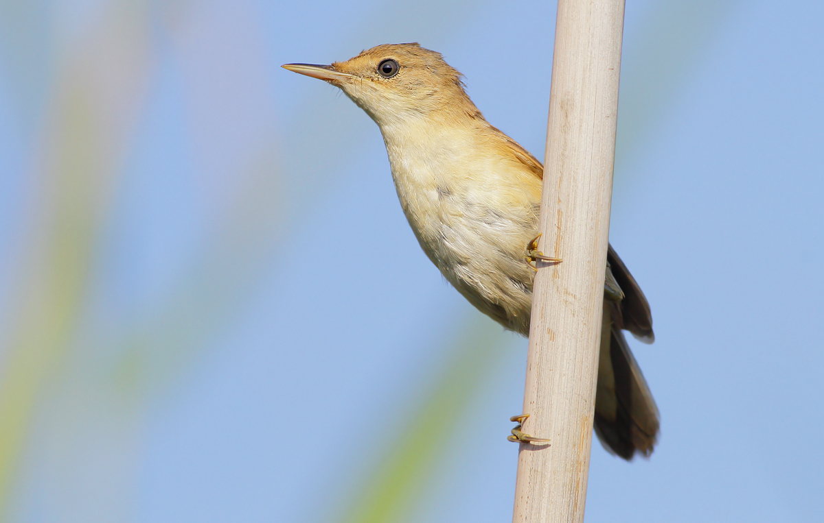 reed warbler