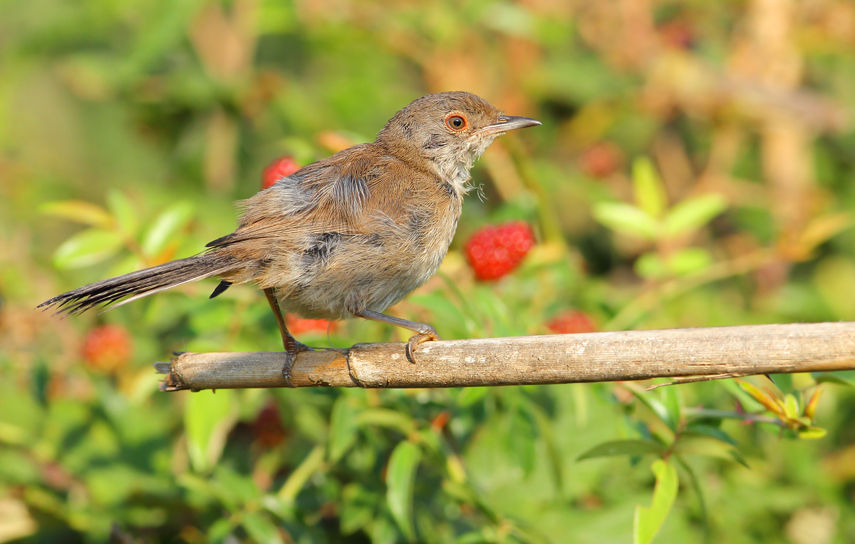 young warbler