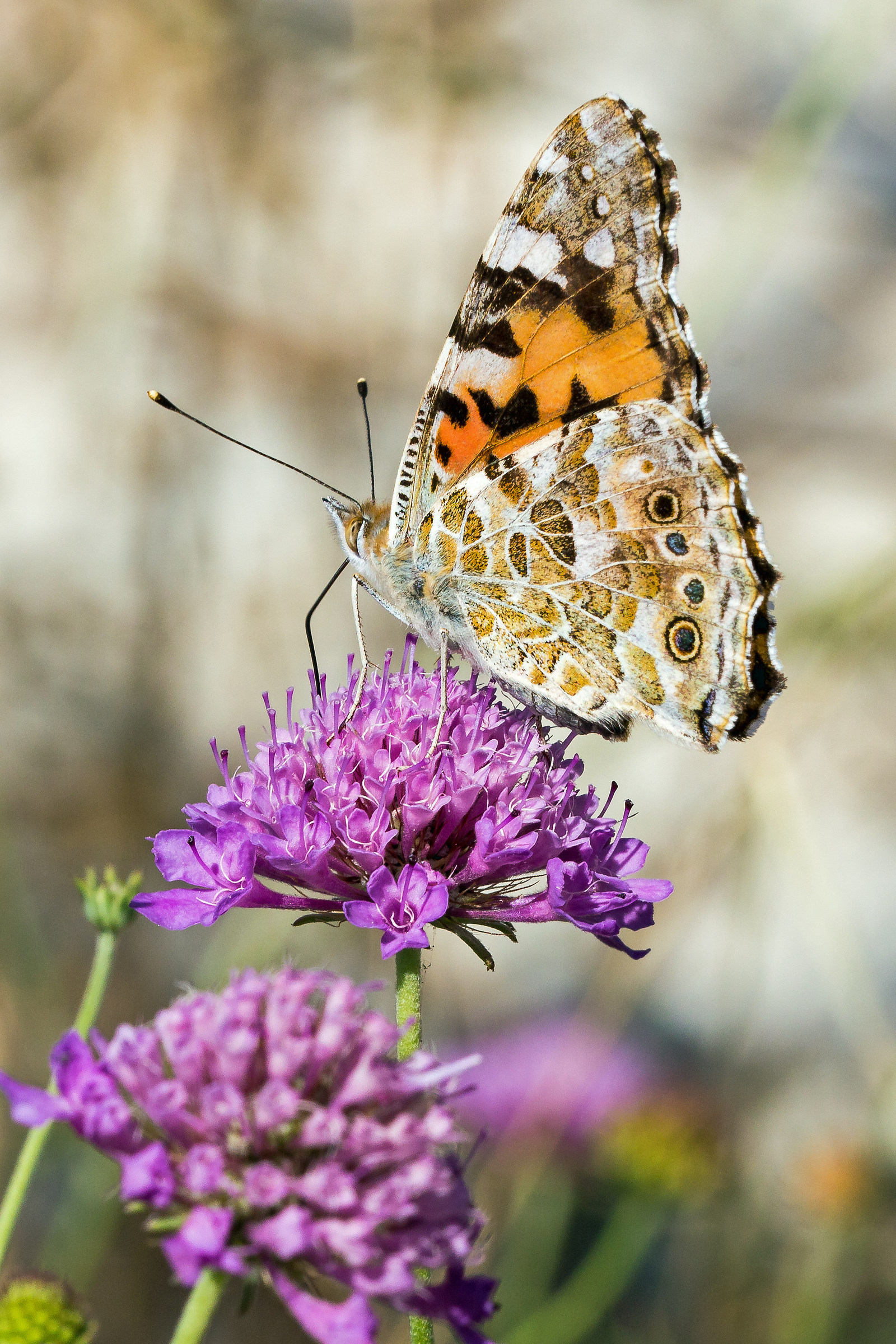 Vanessa cardui